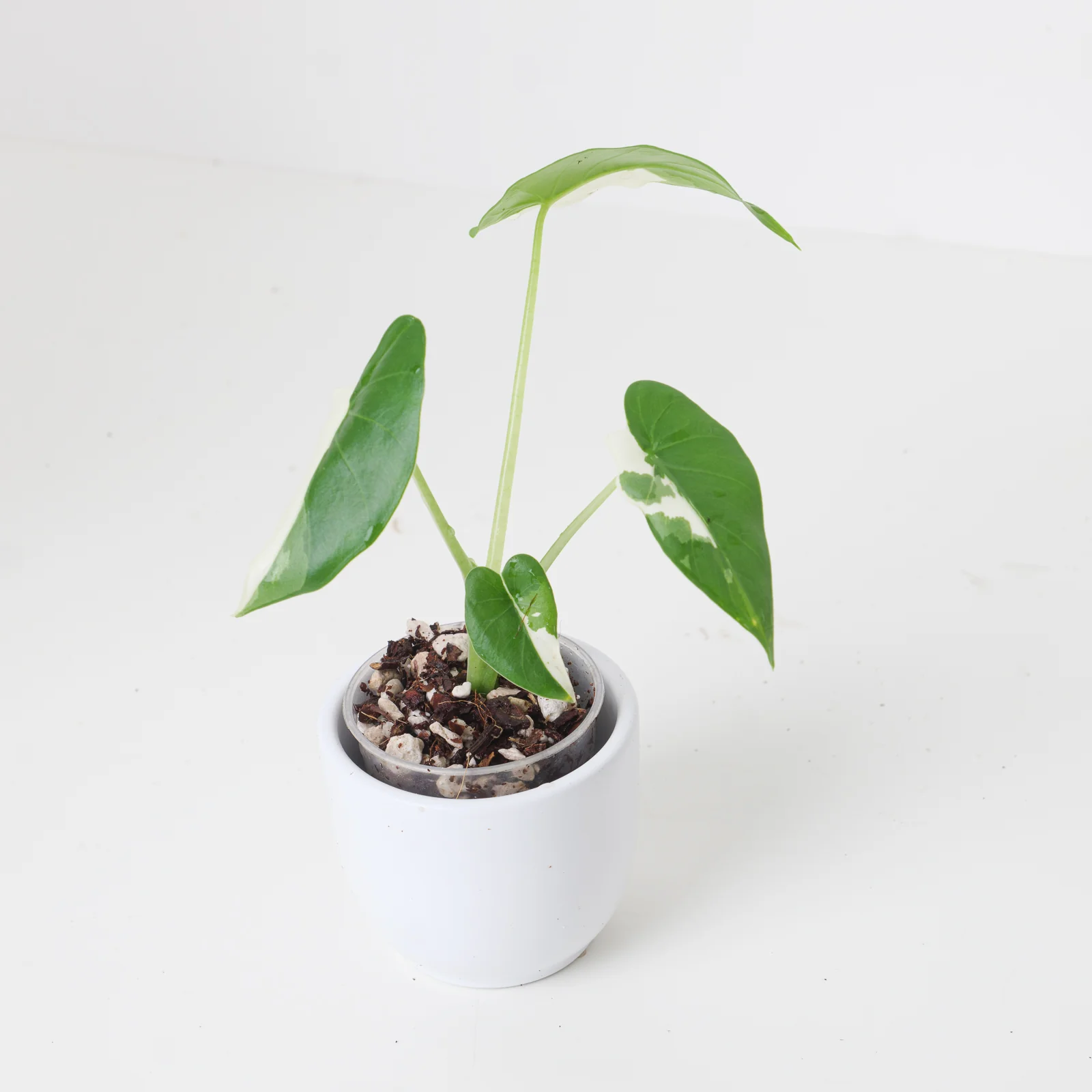 Alocasia odora 'Okinawa Silver' - Image 3
