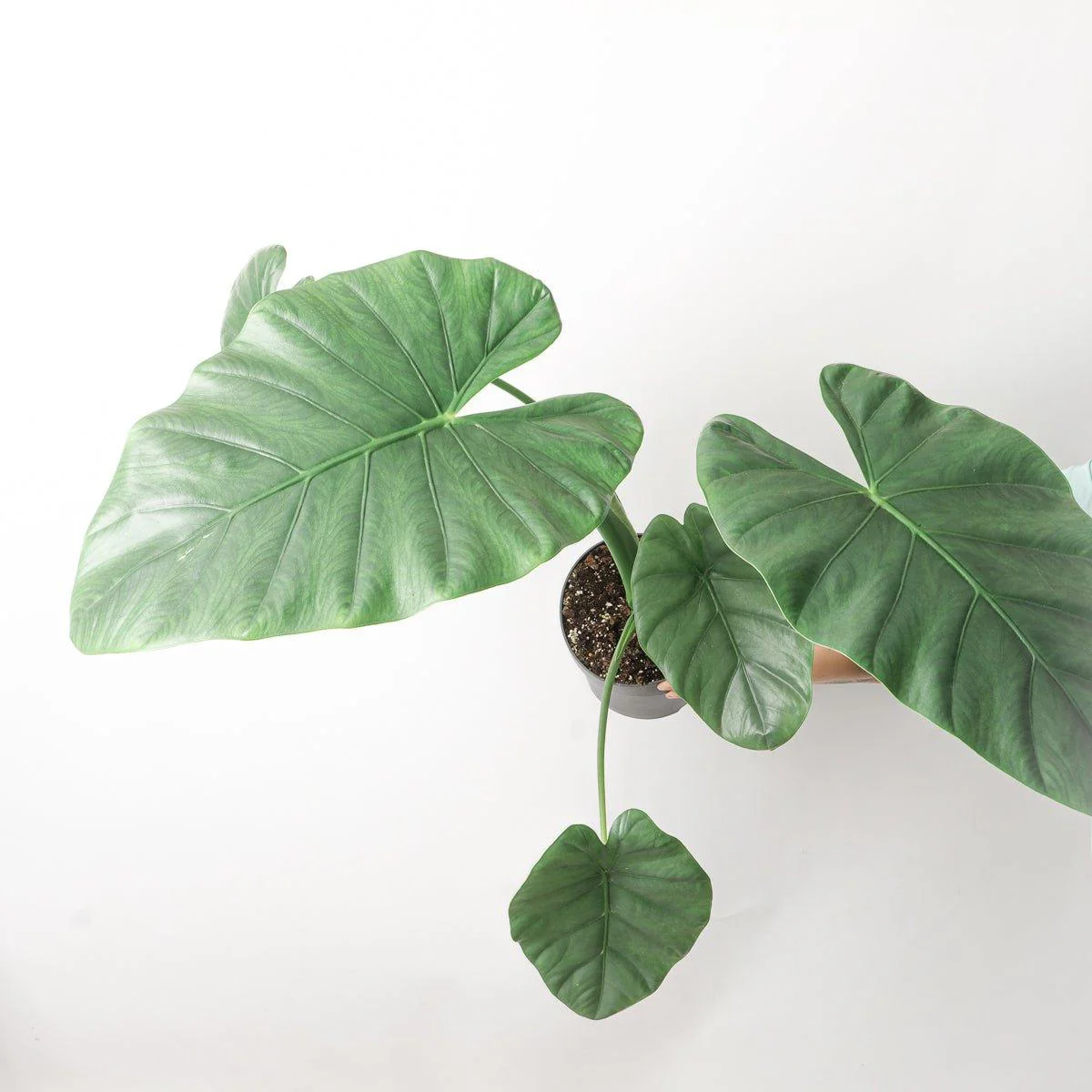 Alocasia Opal Beauty