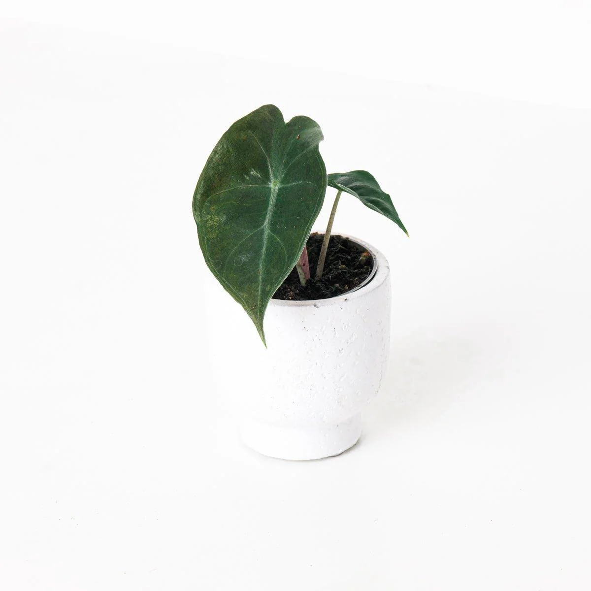 Alocasia Pink Dragon - Image 3