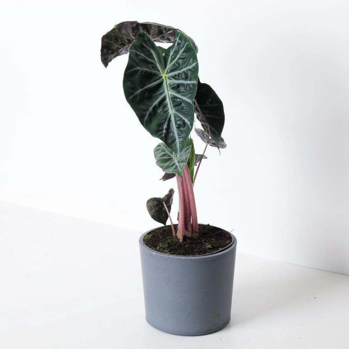 Alocasia Pink Dragon - Image 4