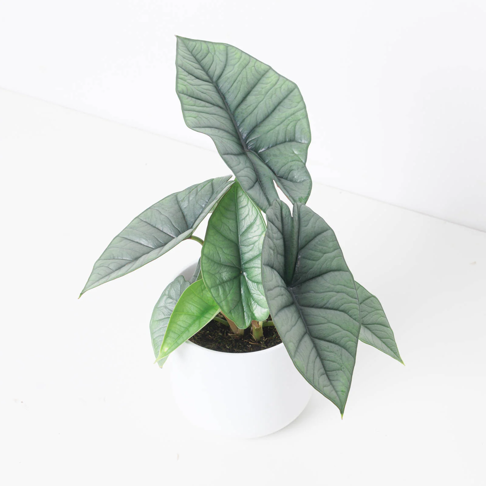Alocasia Platinum