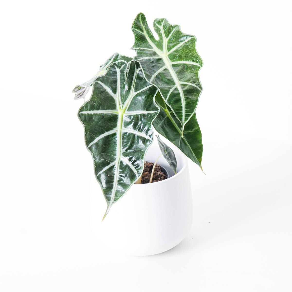 Alocasia Polly