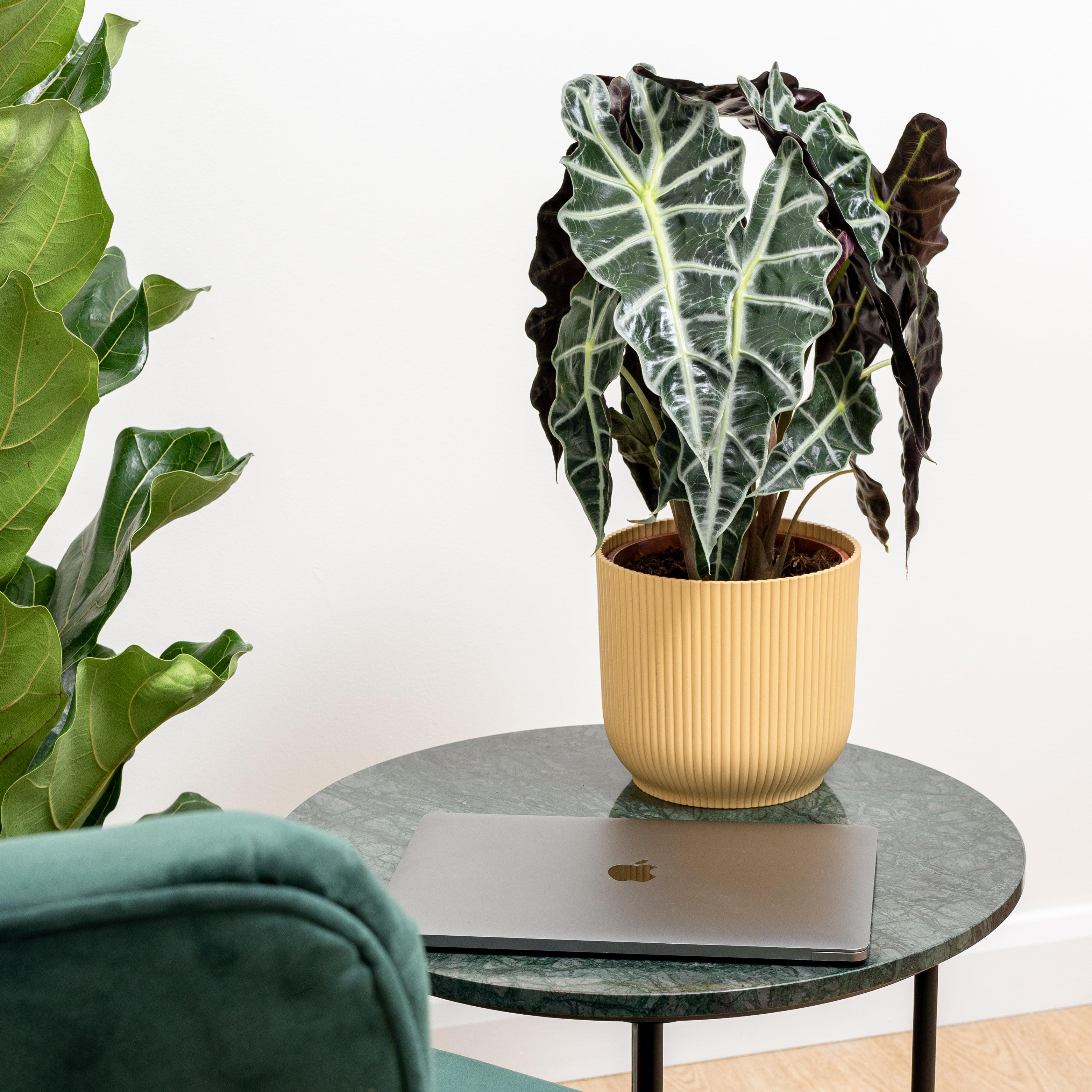 Alocasia Polly - Image 2