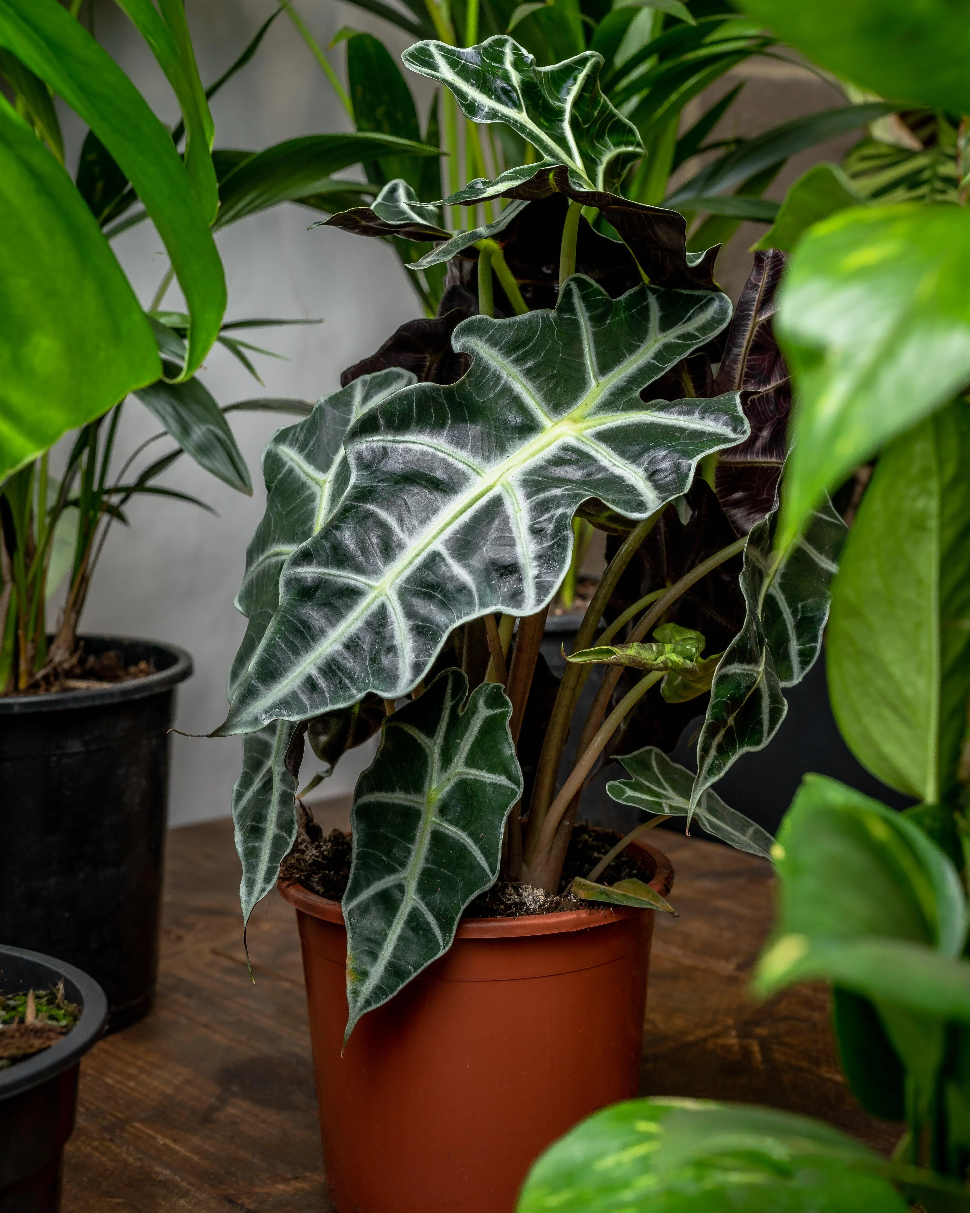 Alocasia Polly - Image 3