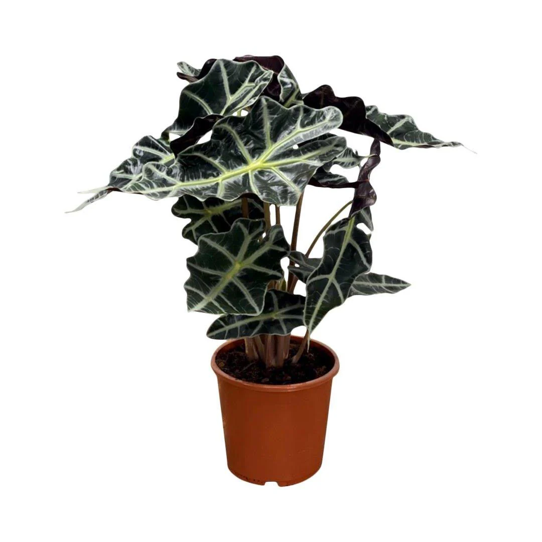 Alocasia Polly - Image 4