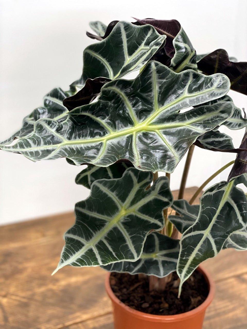 Alocasia Polly - Image 5