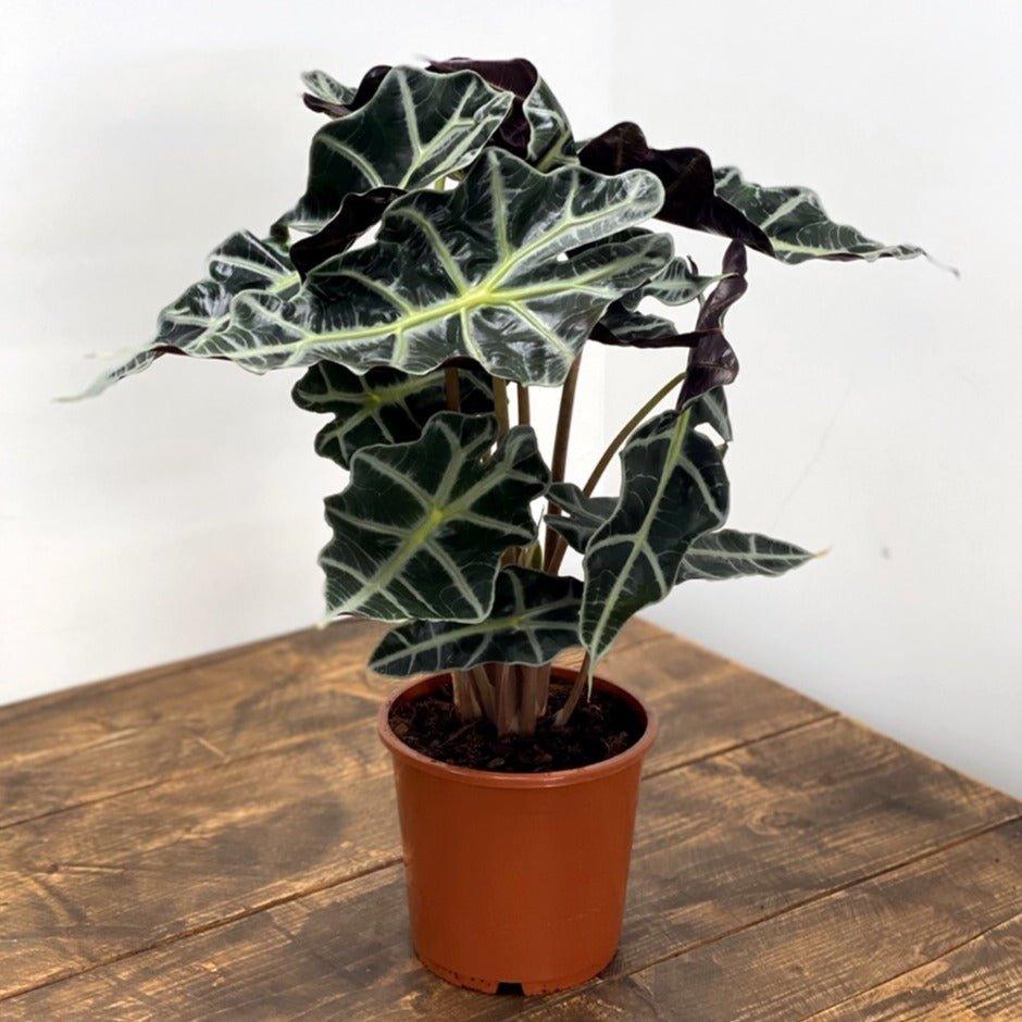 Alocasia Polly - Image 6