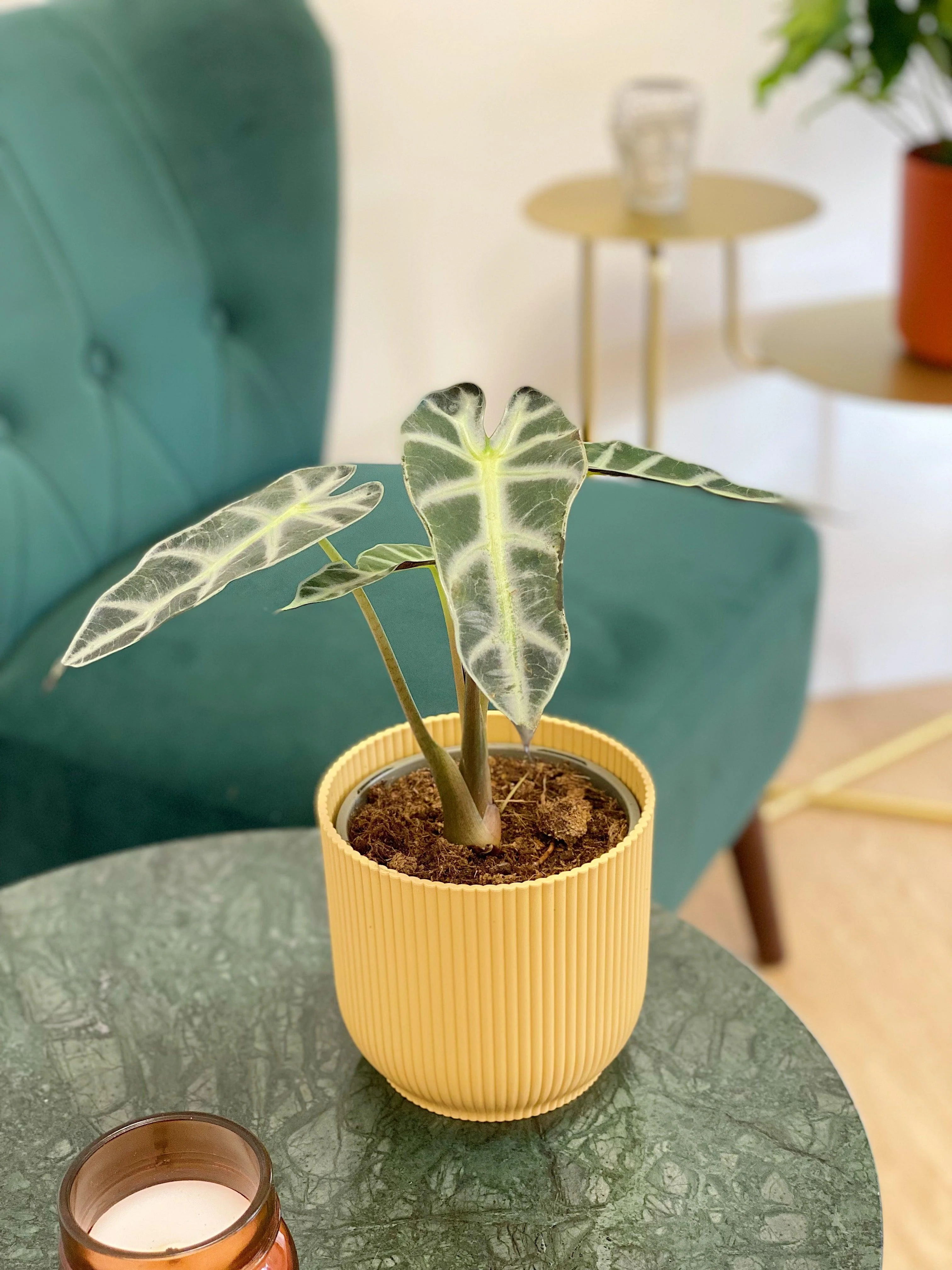 Alocasia Polly - Image 7