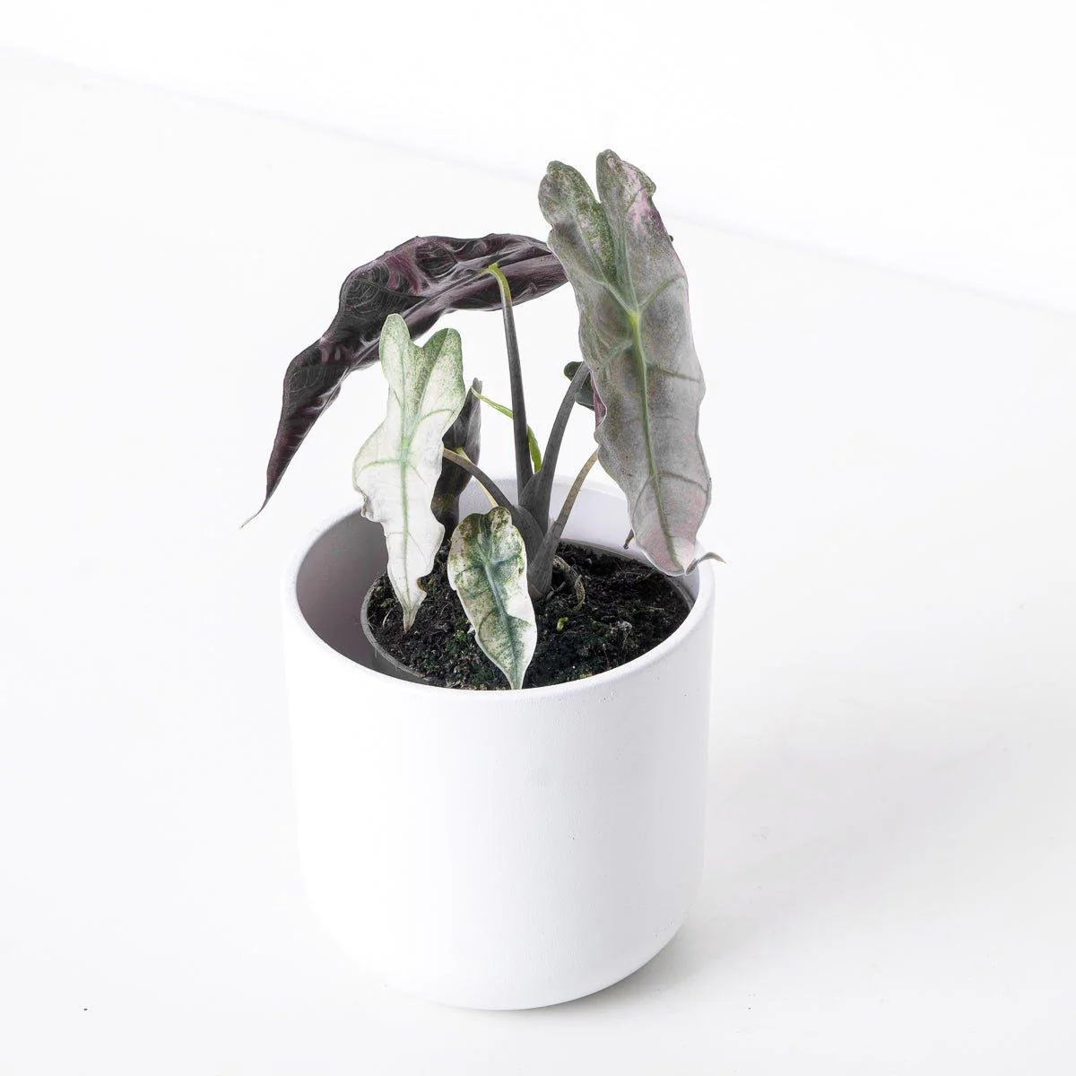 Alocasia Polly Pink Variegated