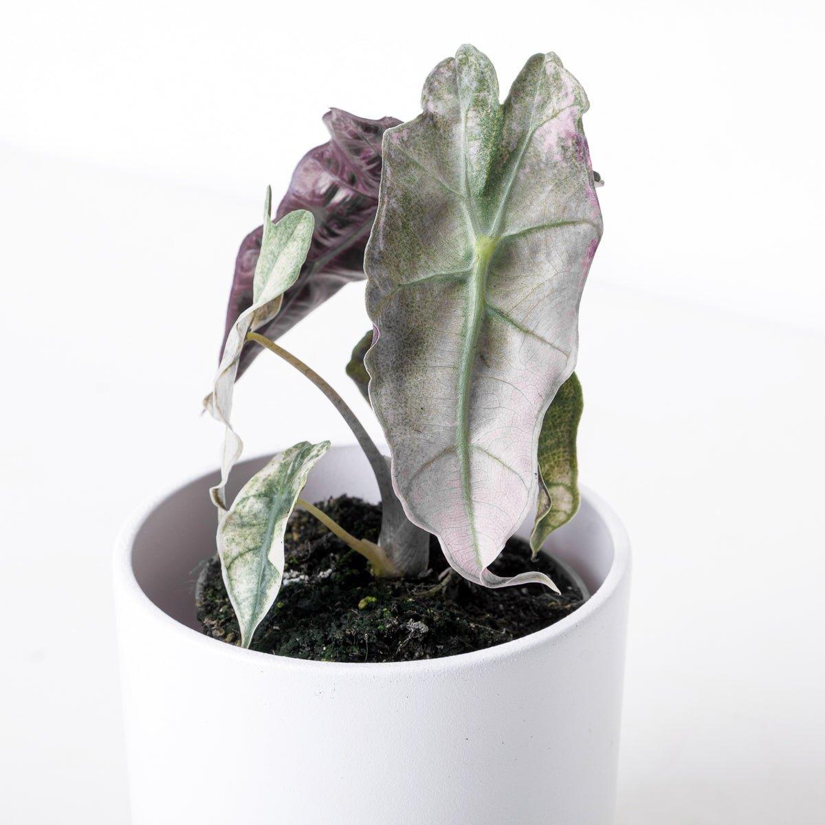 Alocasia Polly Pink Variegated - Image 2