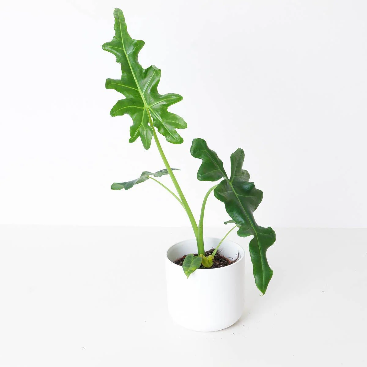 Alocasia portei
