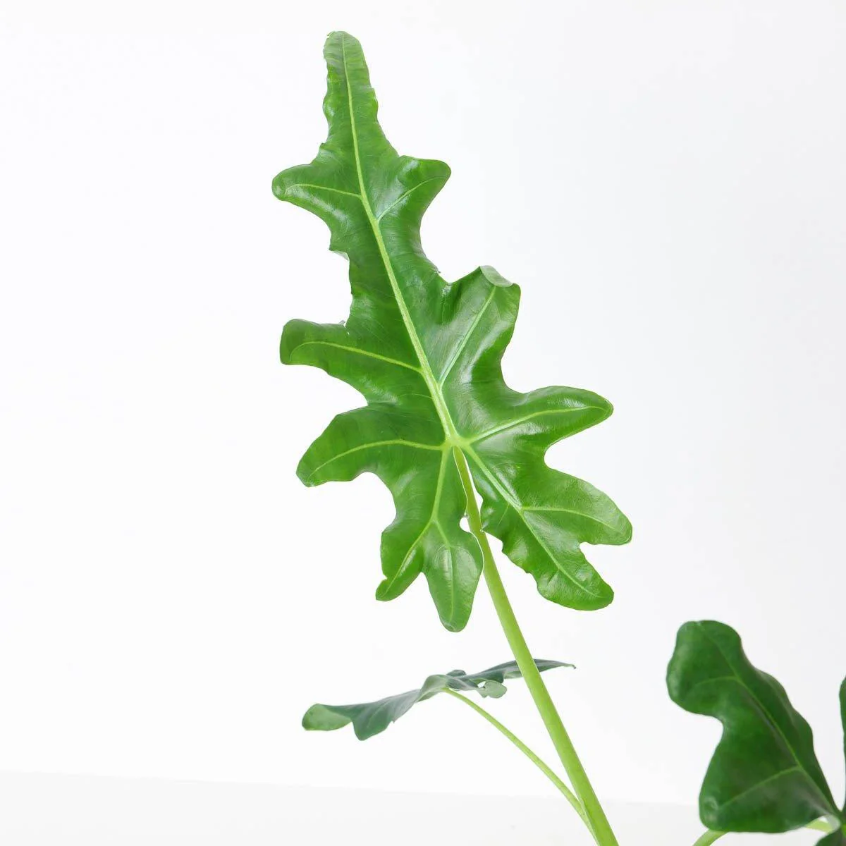 Alocasia portei - Image 2