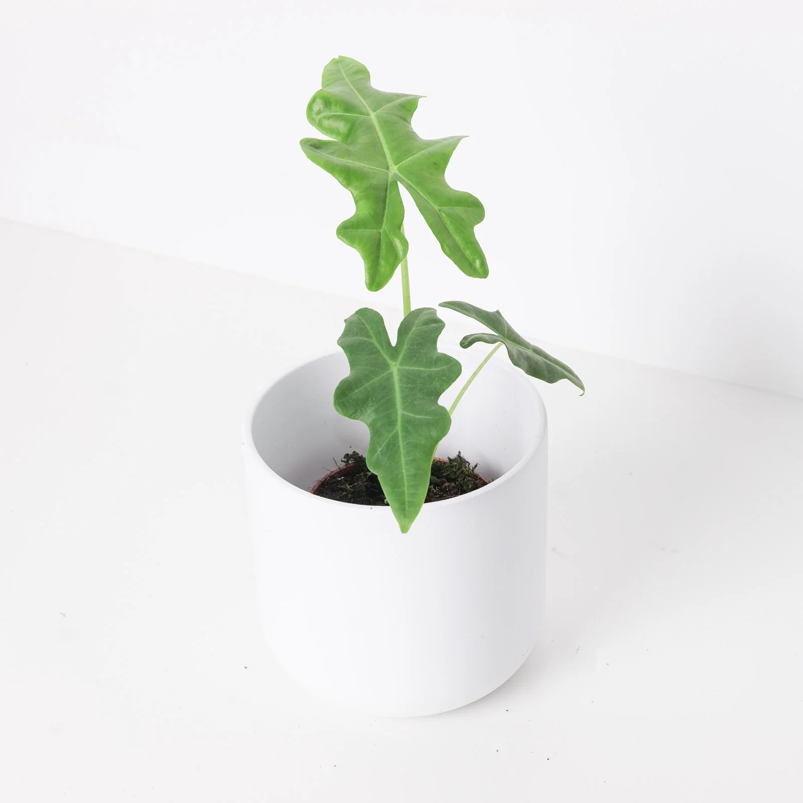 Alocasia portei - Image 3