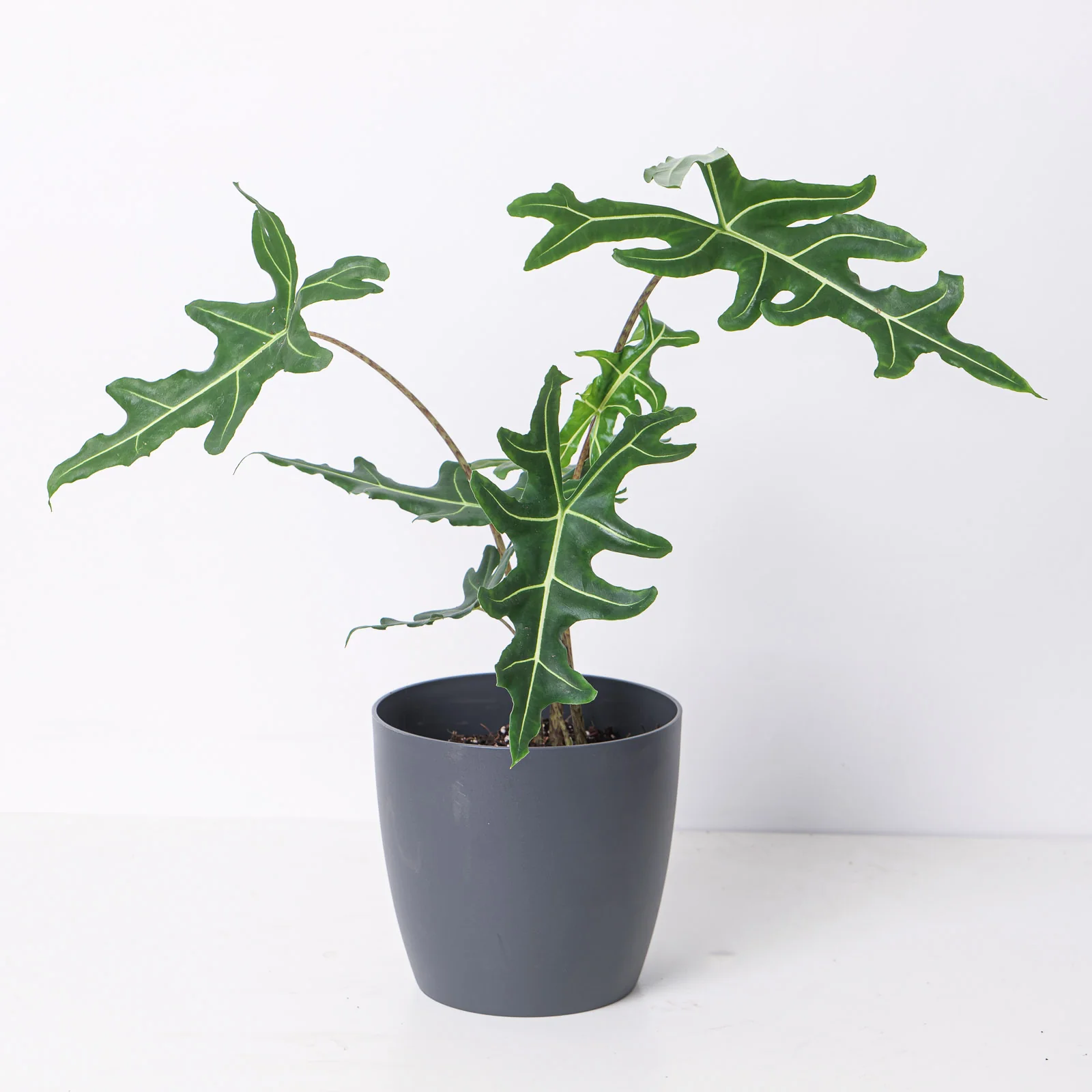 Alocasia portei 'Zebra'