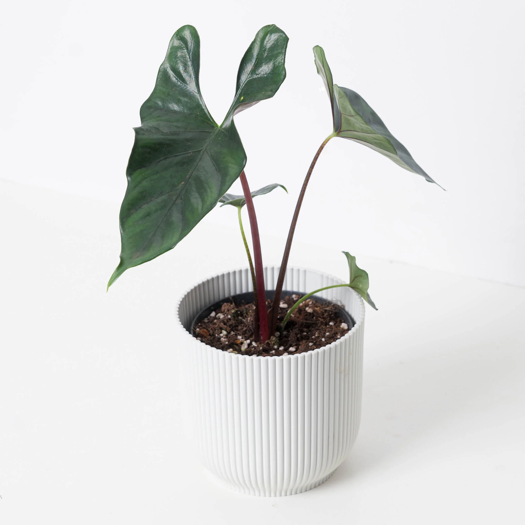Alocasia princeps 'Purple Cloak'