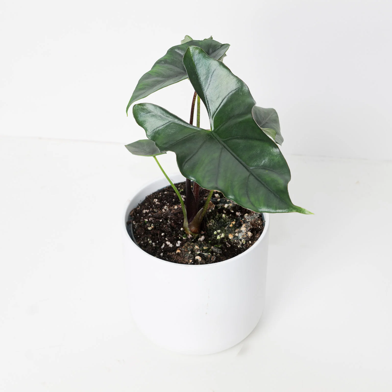 Alocasia princeps 'Purple Cloak' - Image 2