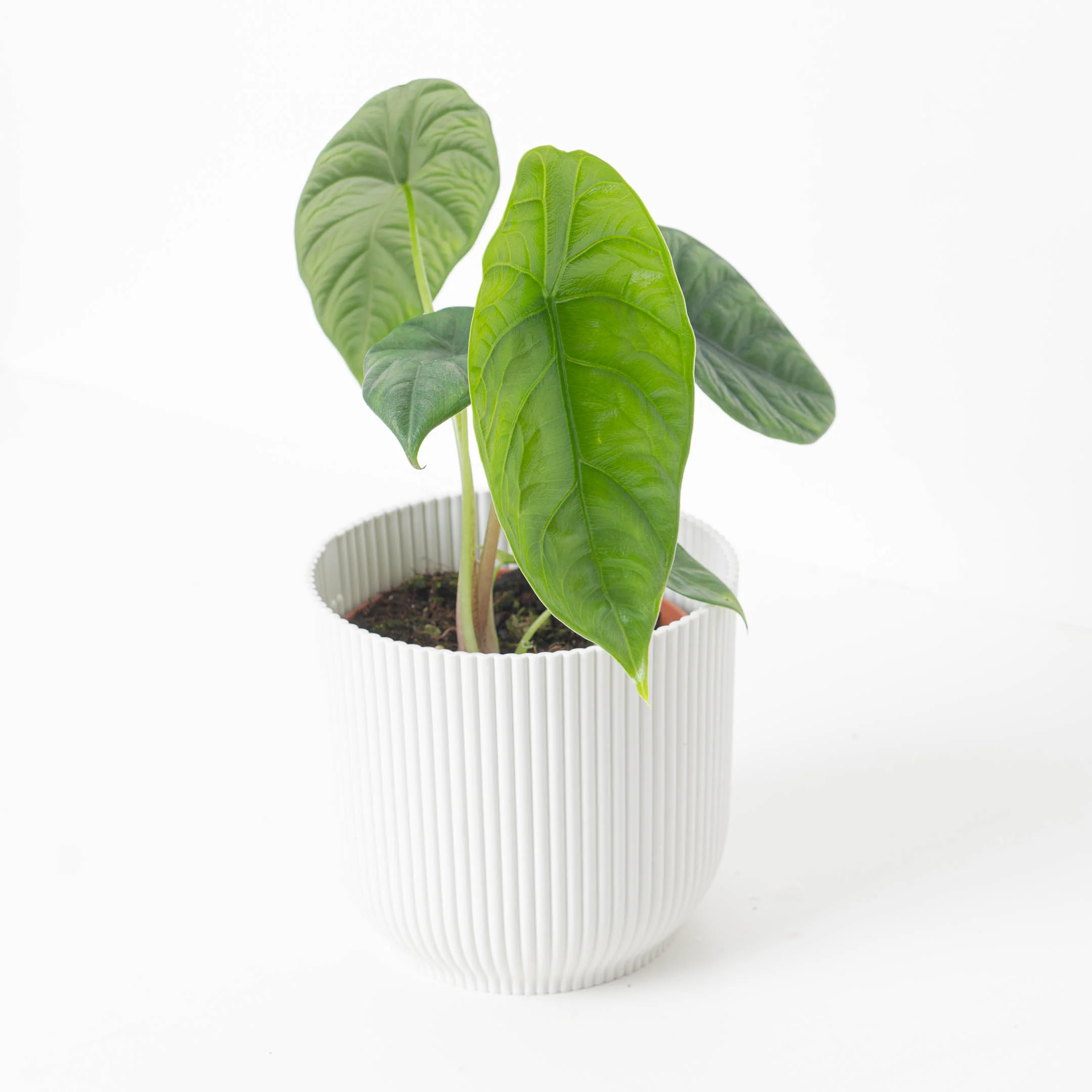 Alocasia puncakborneensis