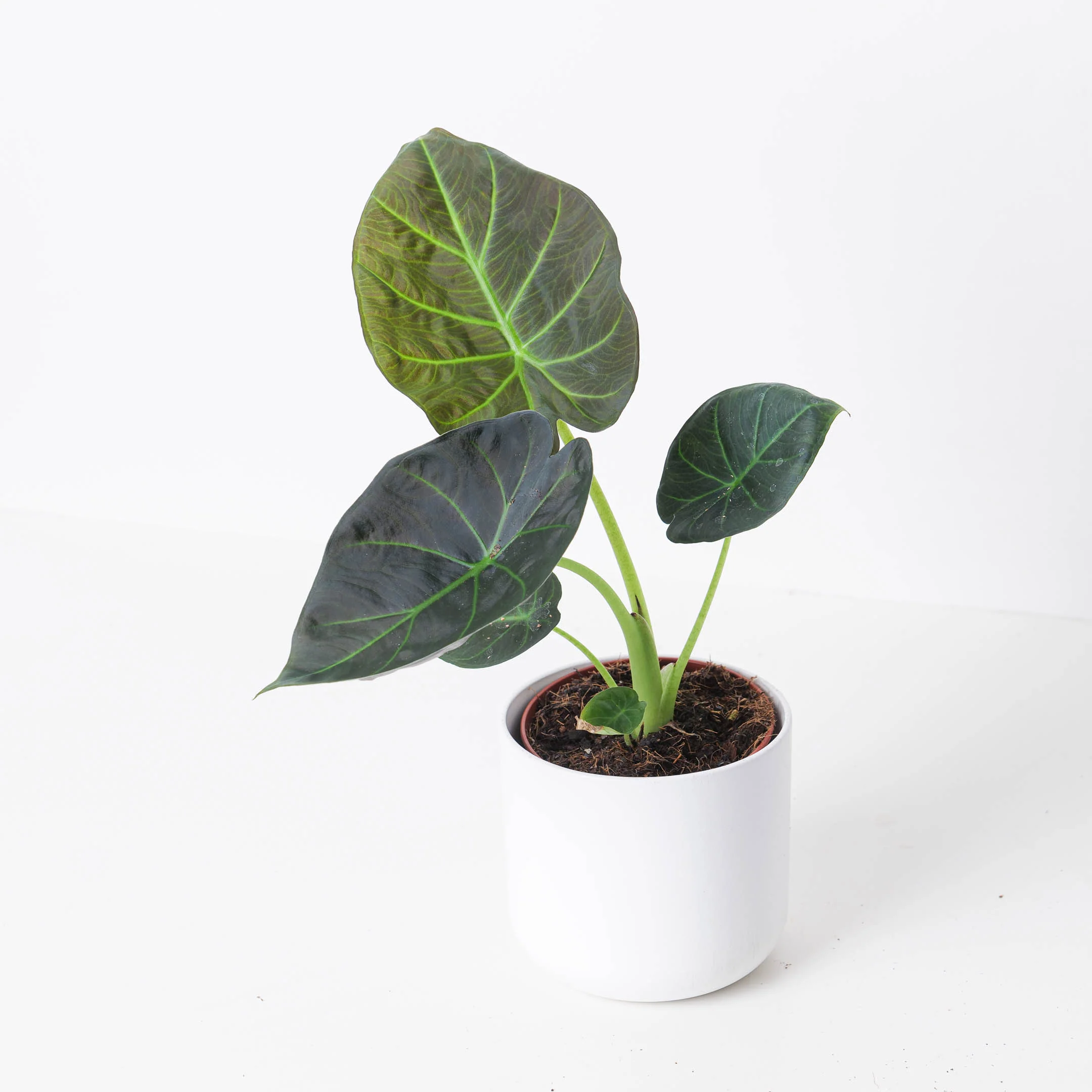 Alocasia 'Regal Shields'