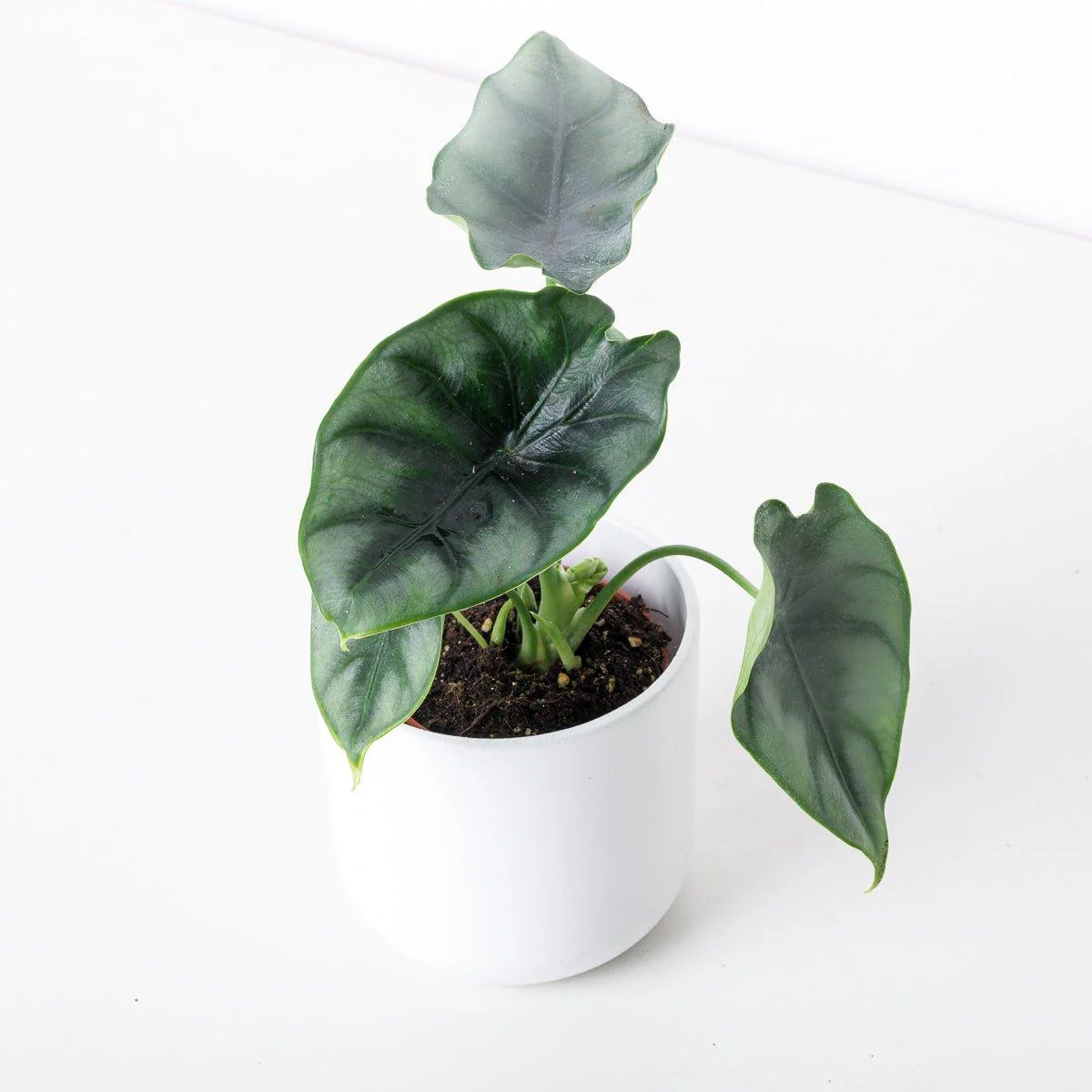 Alocasia Reversa - Image 2
