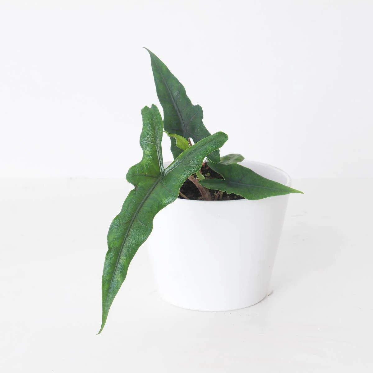 Alocasia sp Sulawesi 'Sabrina Narrow'