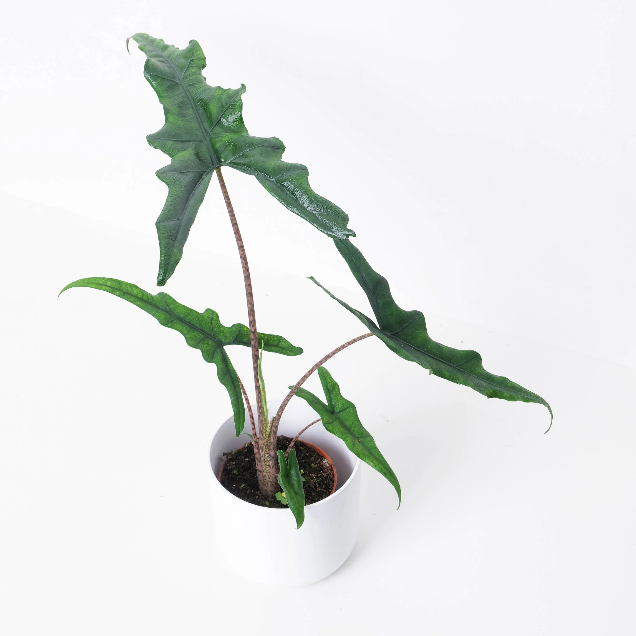 Alocasia sp Sulawesi 'Sabrina Narrow' - Image 2