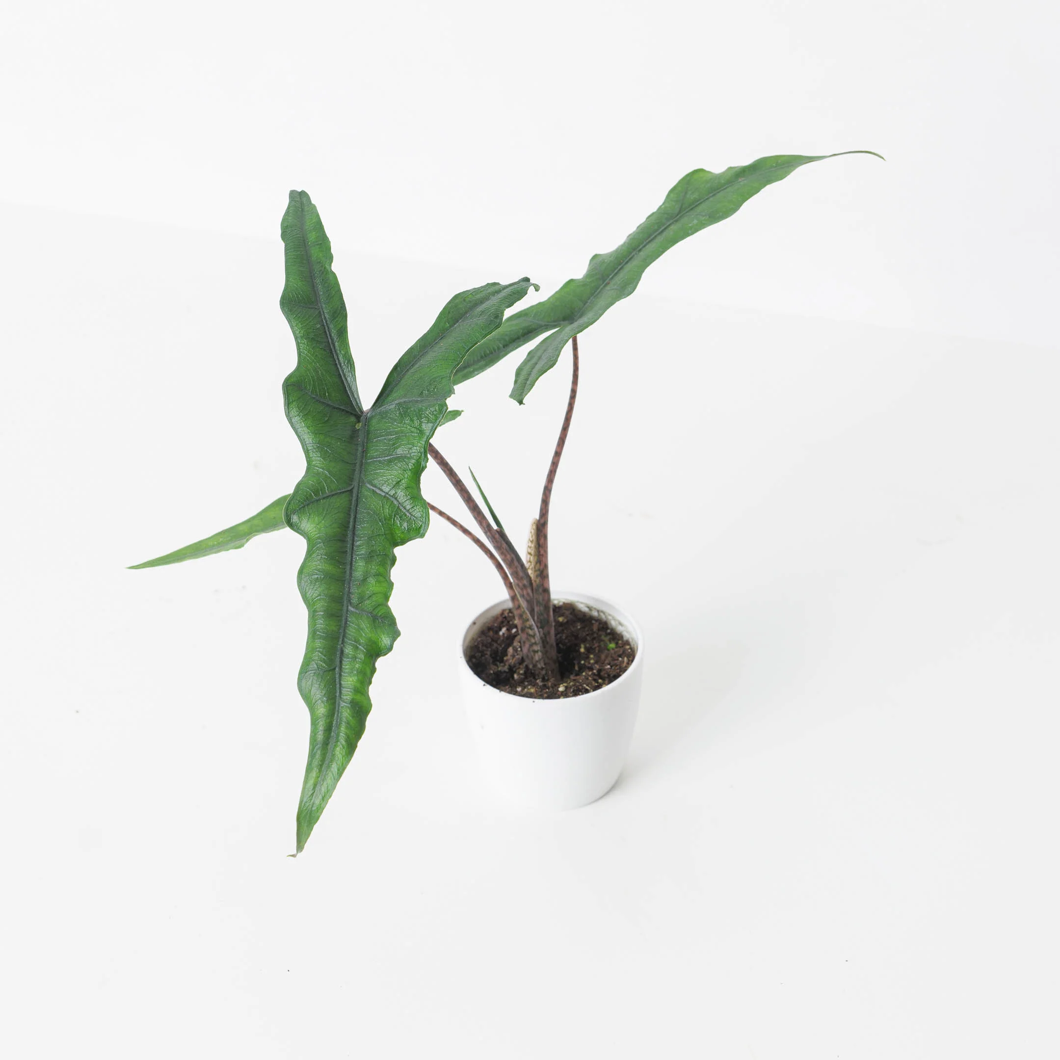 Alocasia sp Sulawesi 'Sabrina Narrow' - Image 3