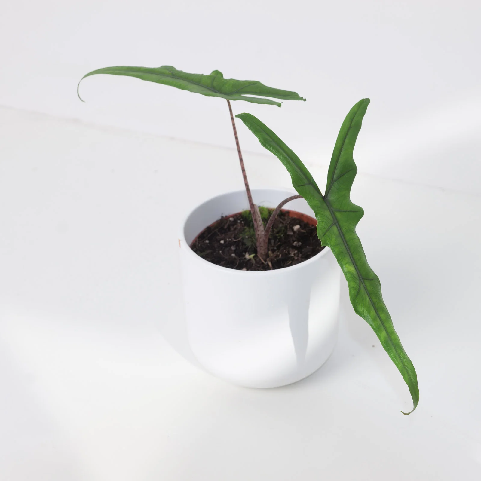 Alocasia sp Sulawesi 'Sabrina Narrow' - Image 4