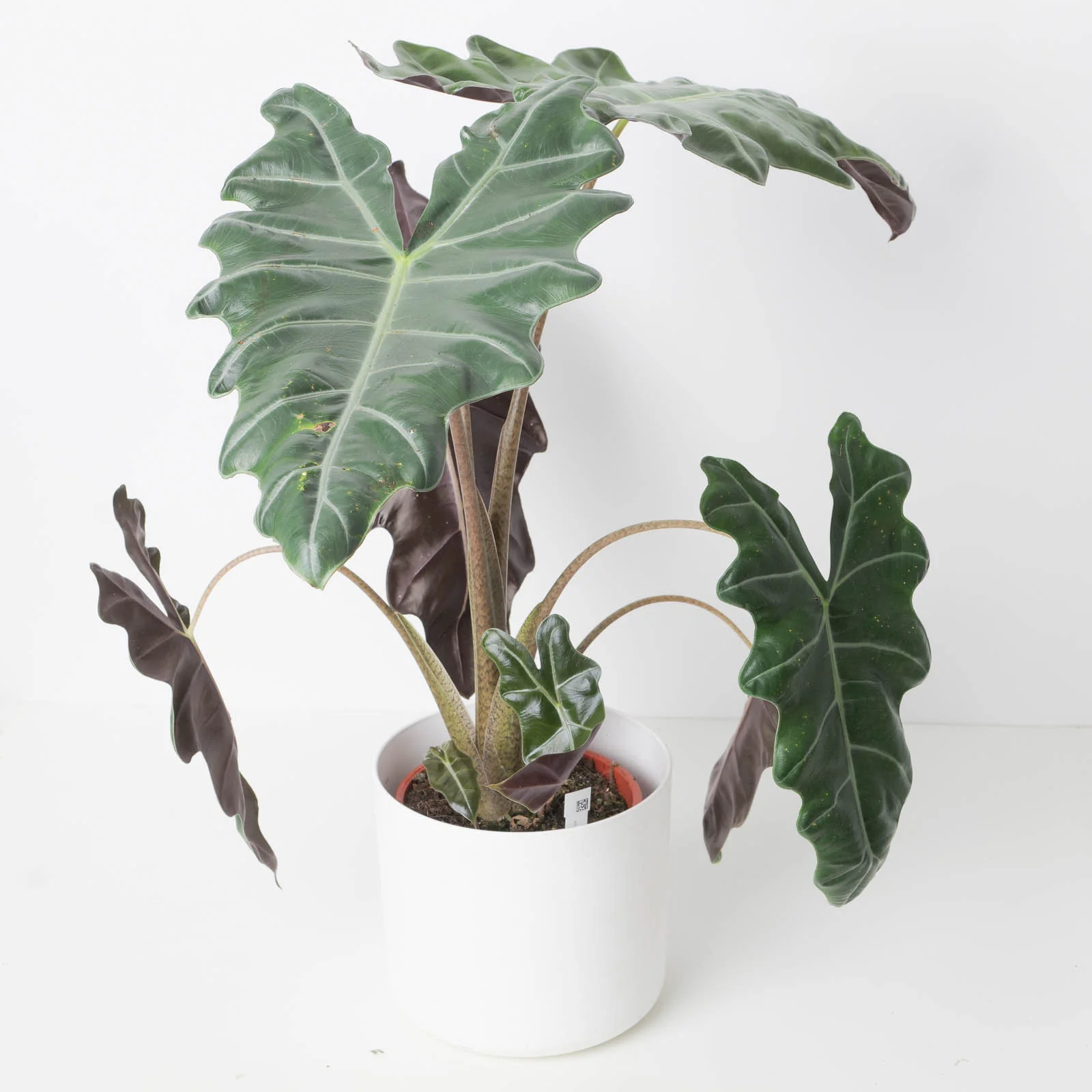Alocasia Sanderiana