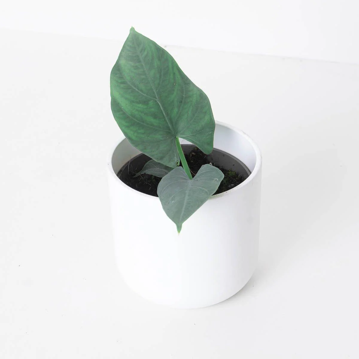 Alocasia scabriuscula