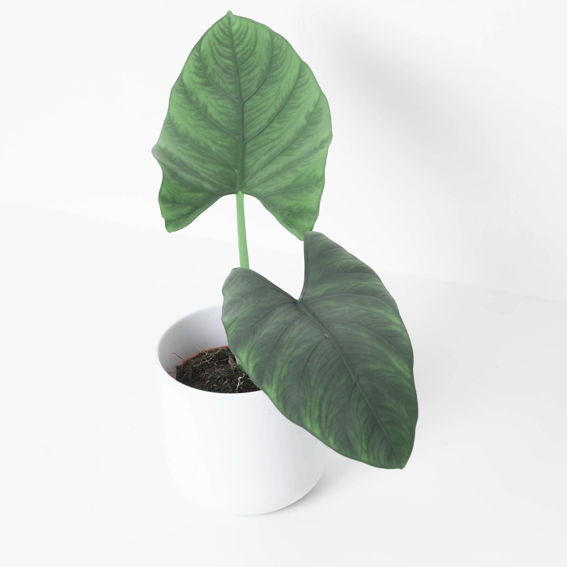 Alocasia scabriuscula - Image 2