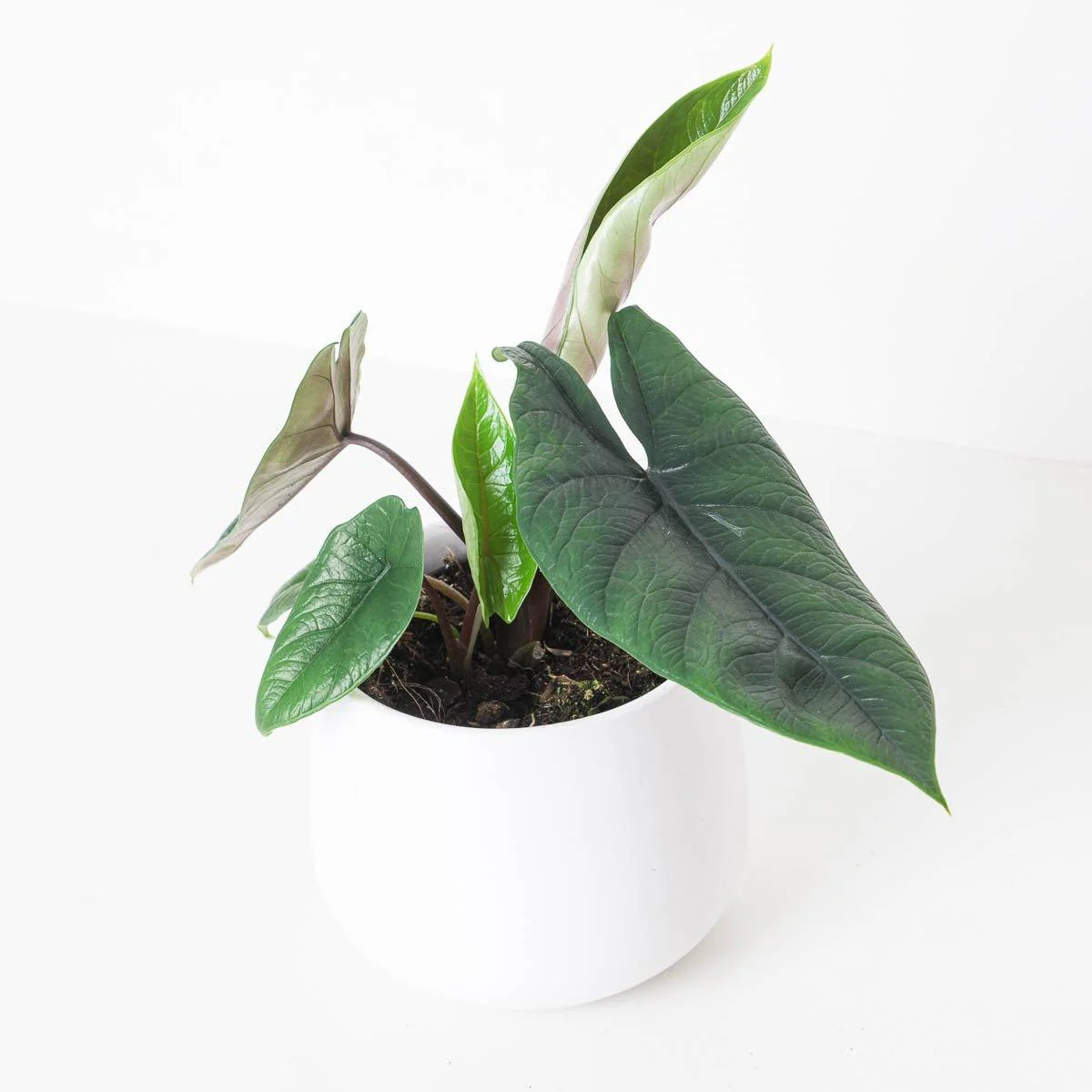 Alocasia scalprum