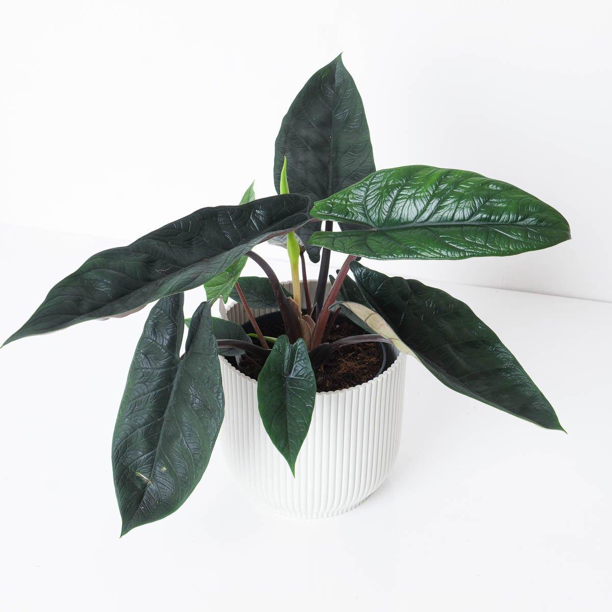 Alocasia scalprum - Image 2