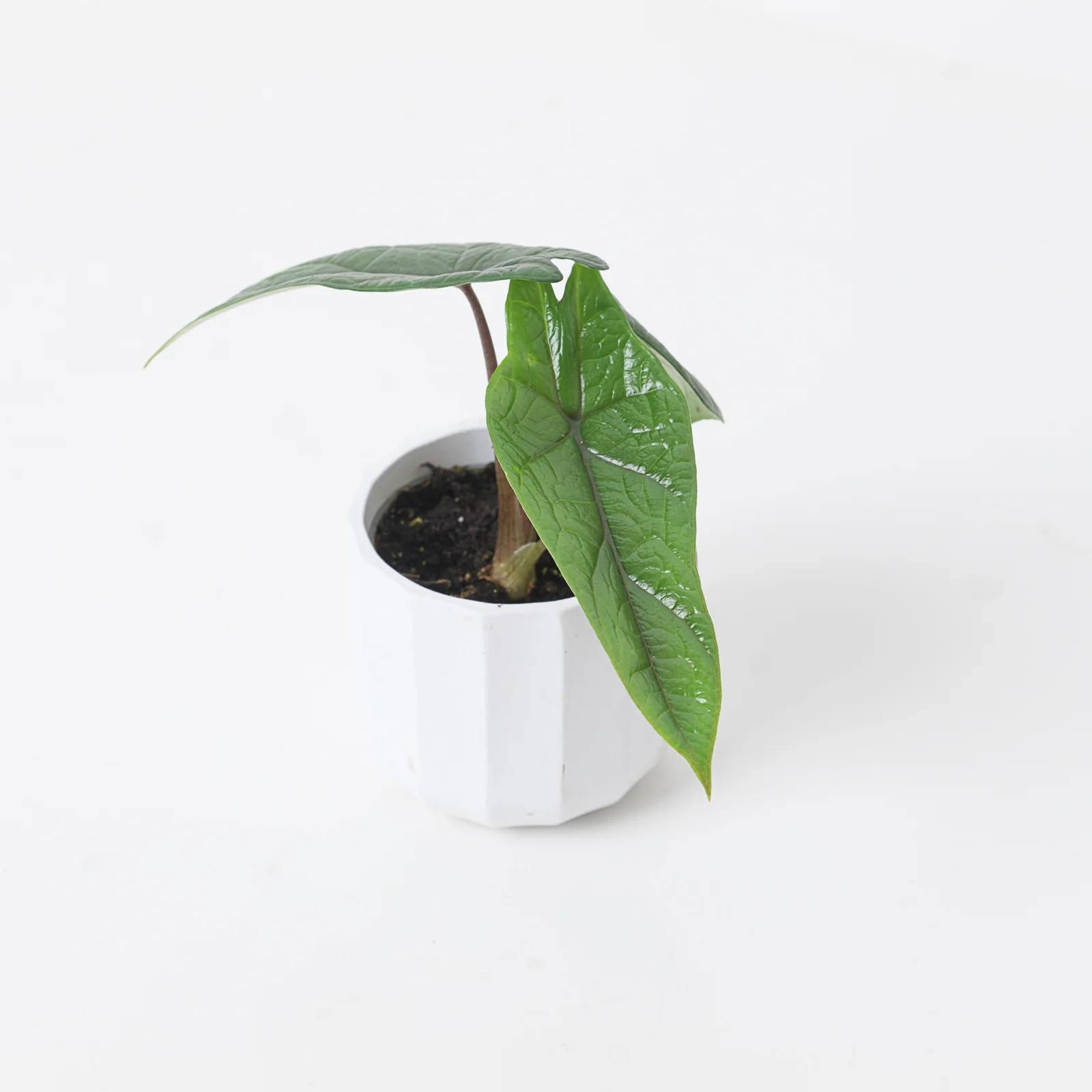 Alocasia scalprum - Image 3