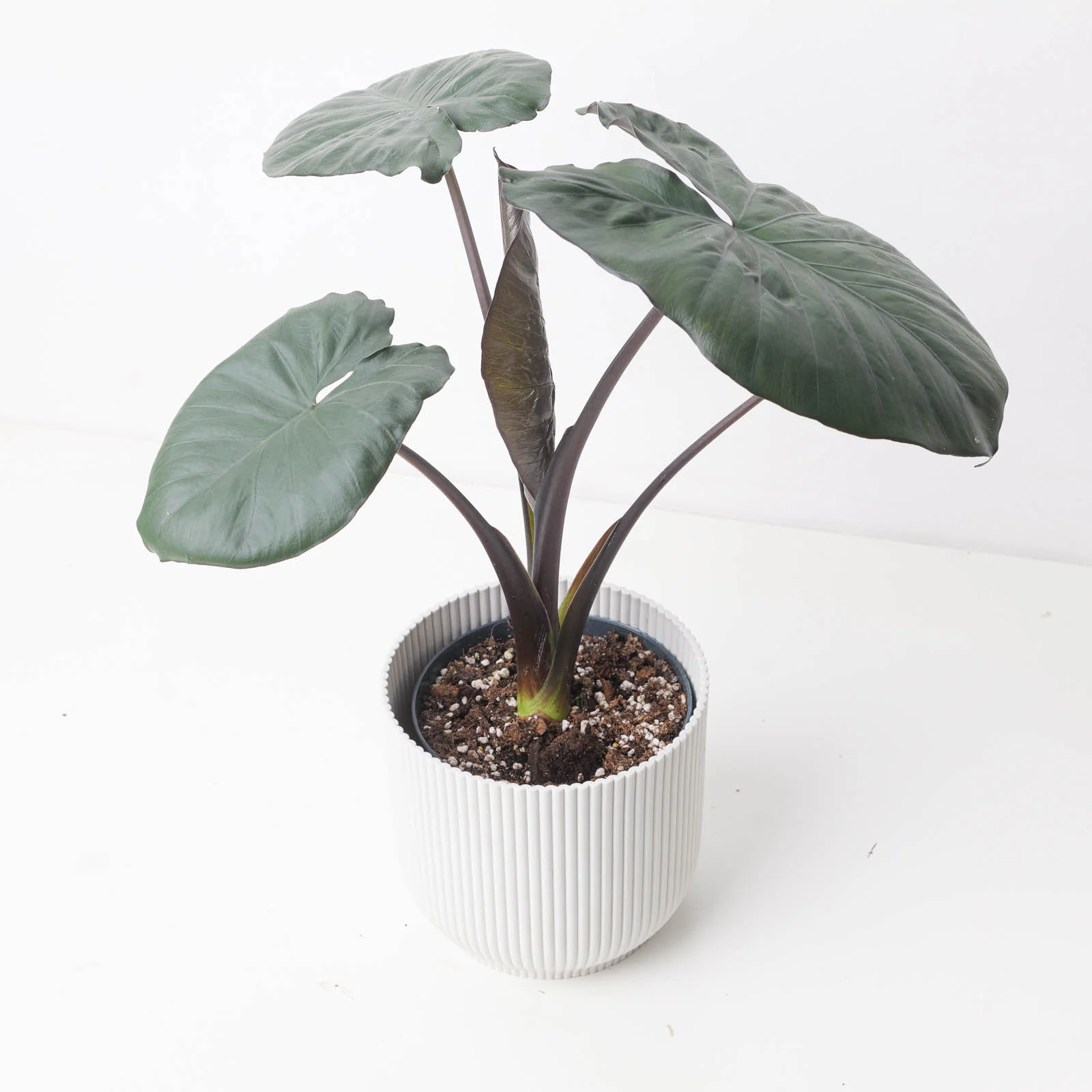Alocasia Serendipity