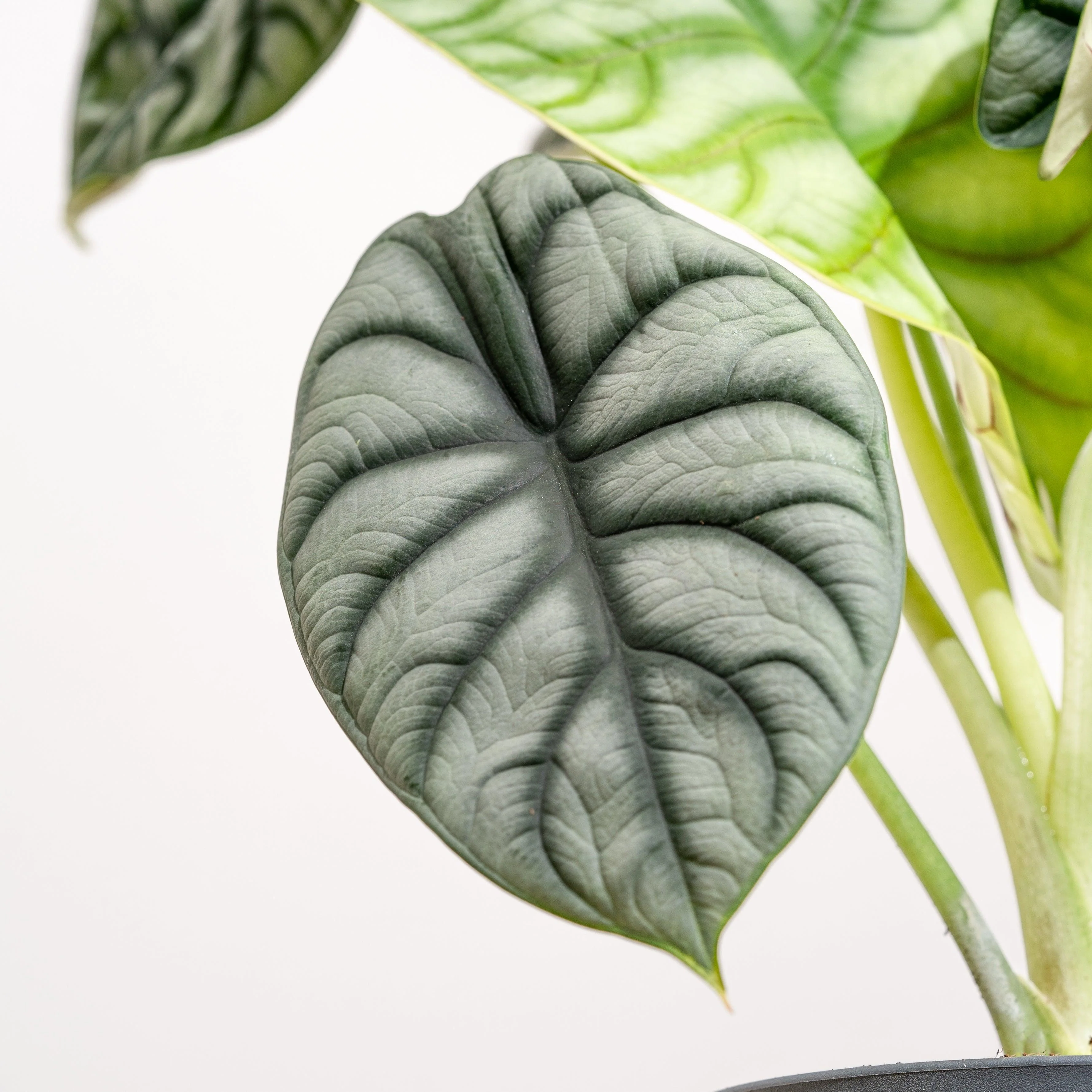 Alocasia Silver Dragon - Image 3