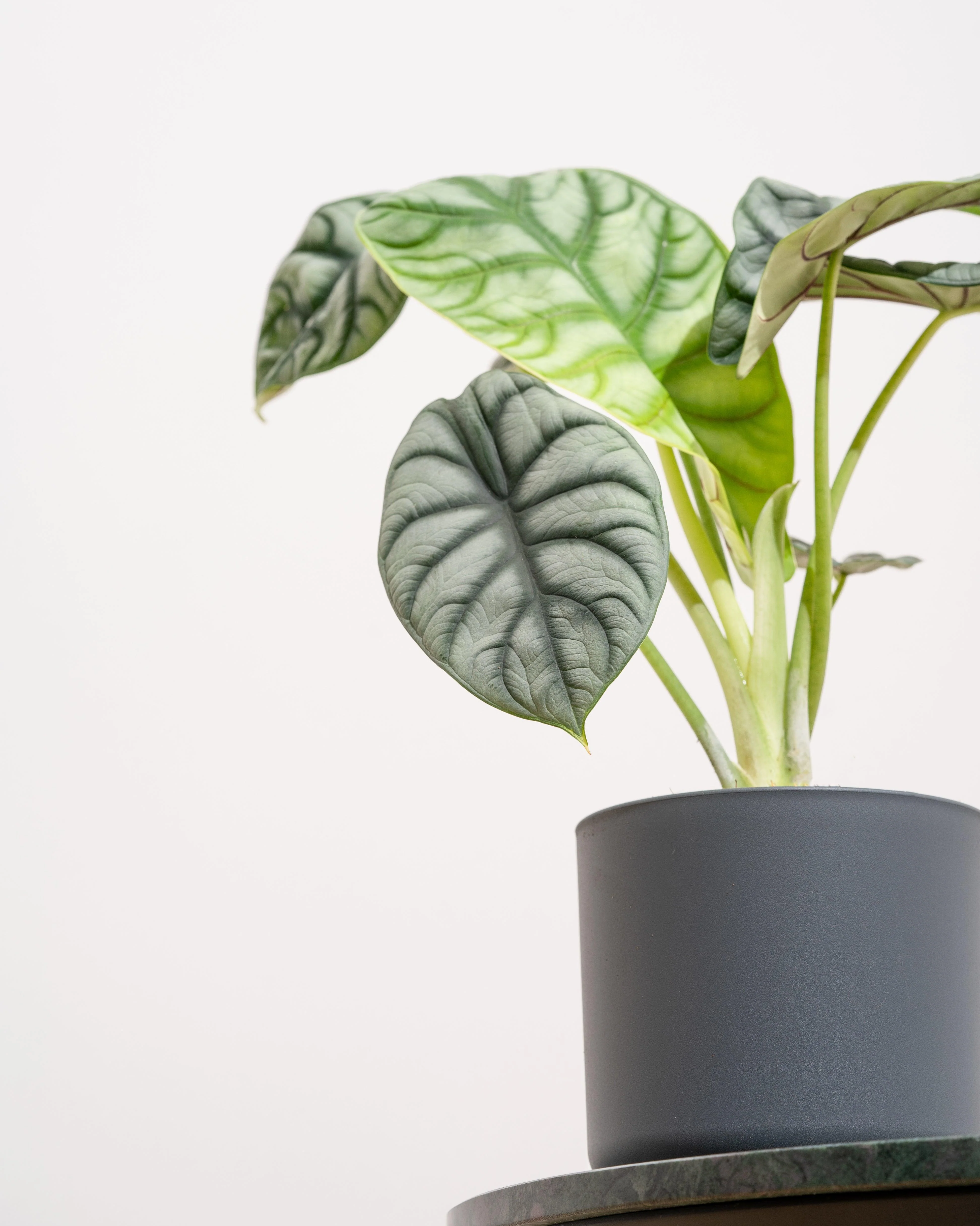 Alocasia Silver Dragon - Image 4