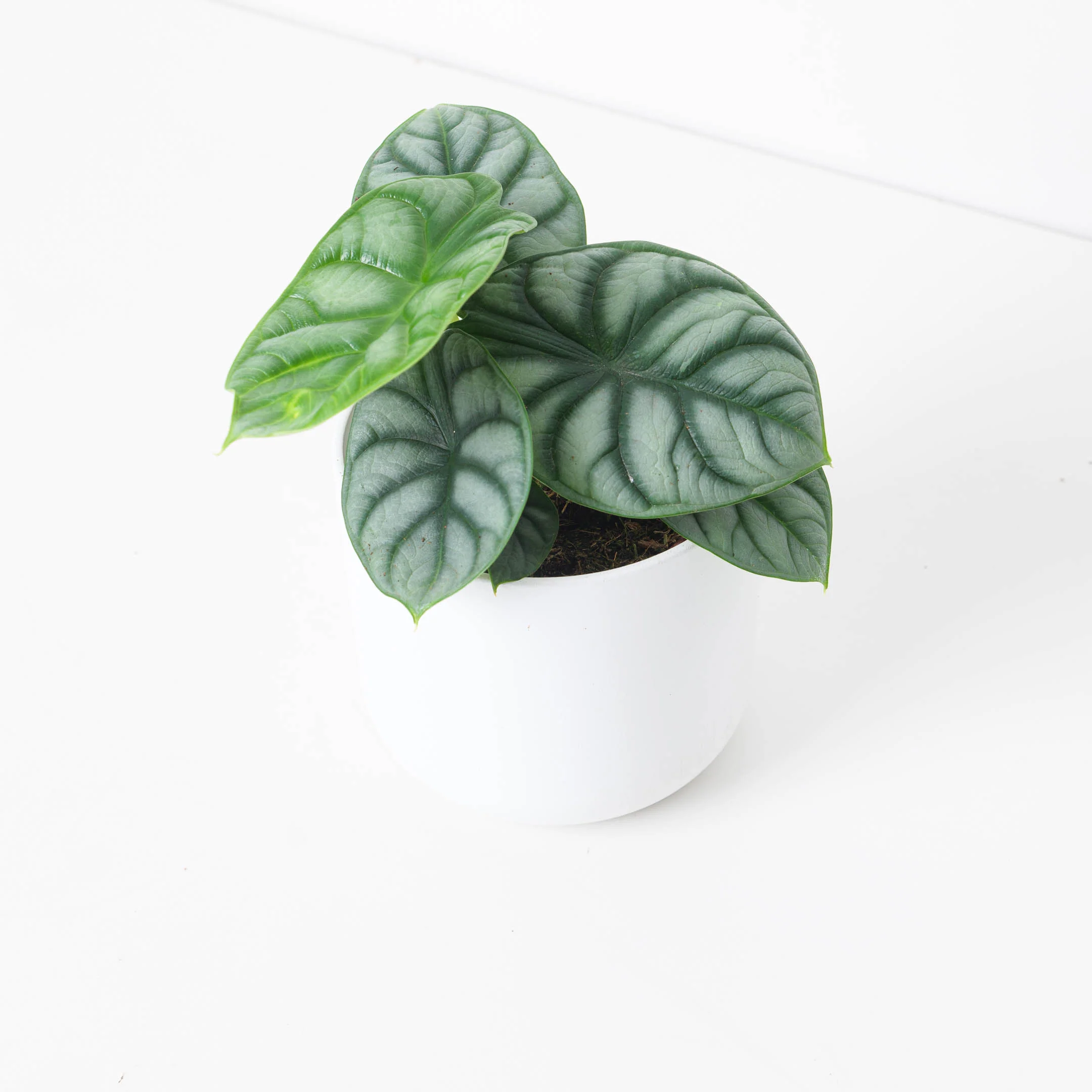 Alocasia Silver Dragon - Image 6