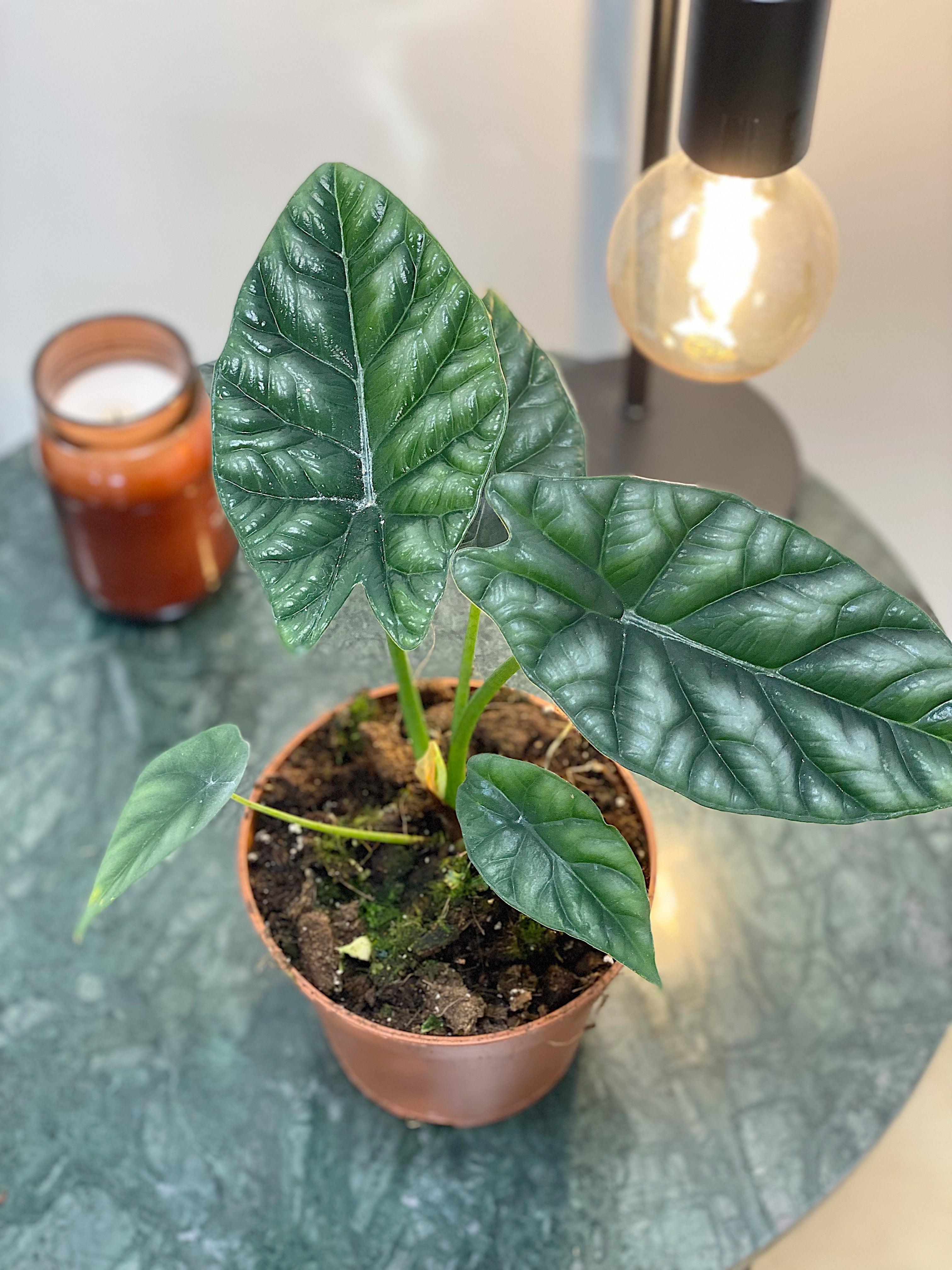 Alocasia Sinuata - Image 3