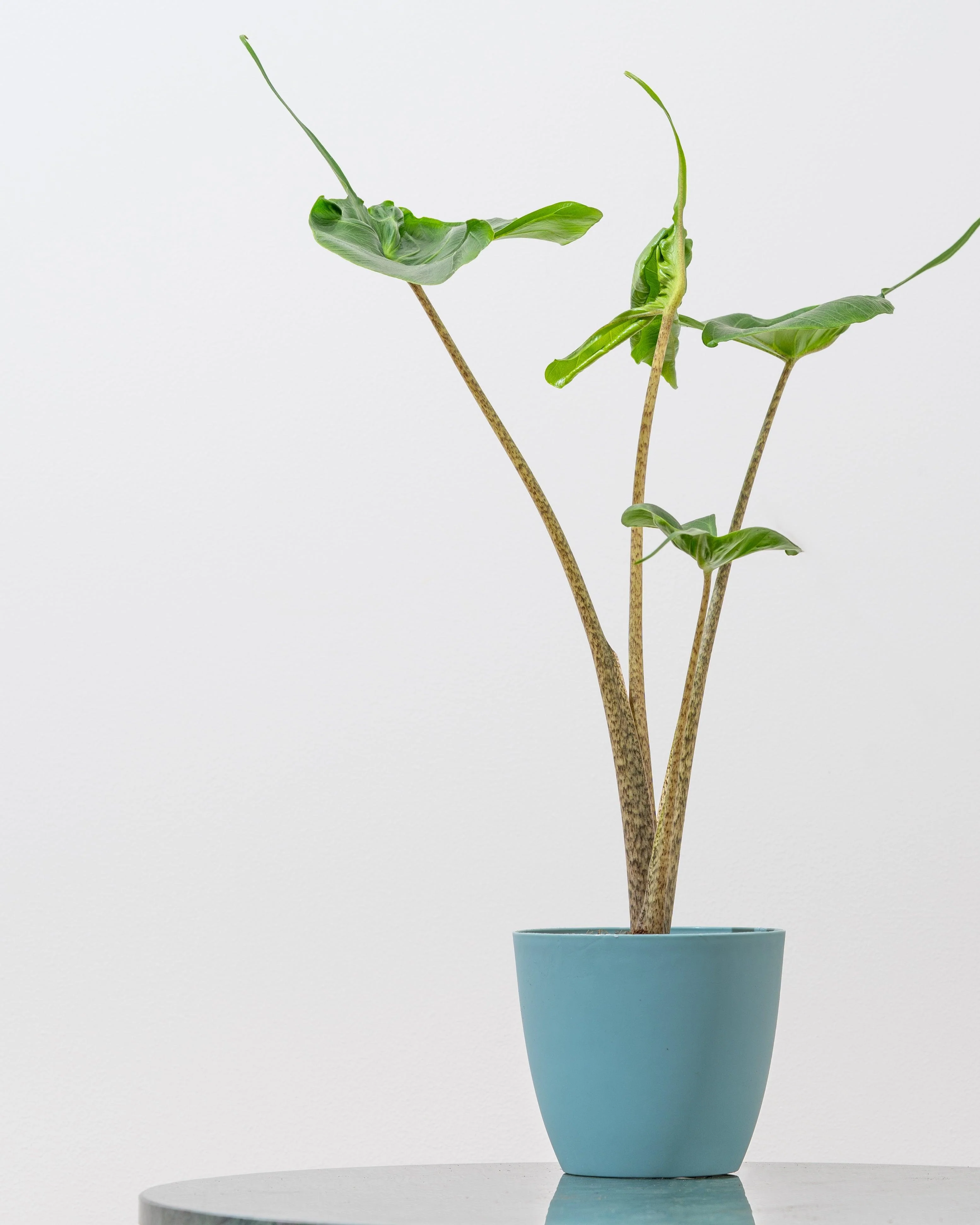 Alocasia Stingray