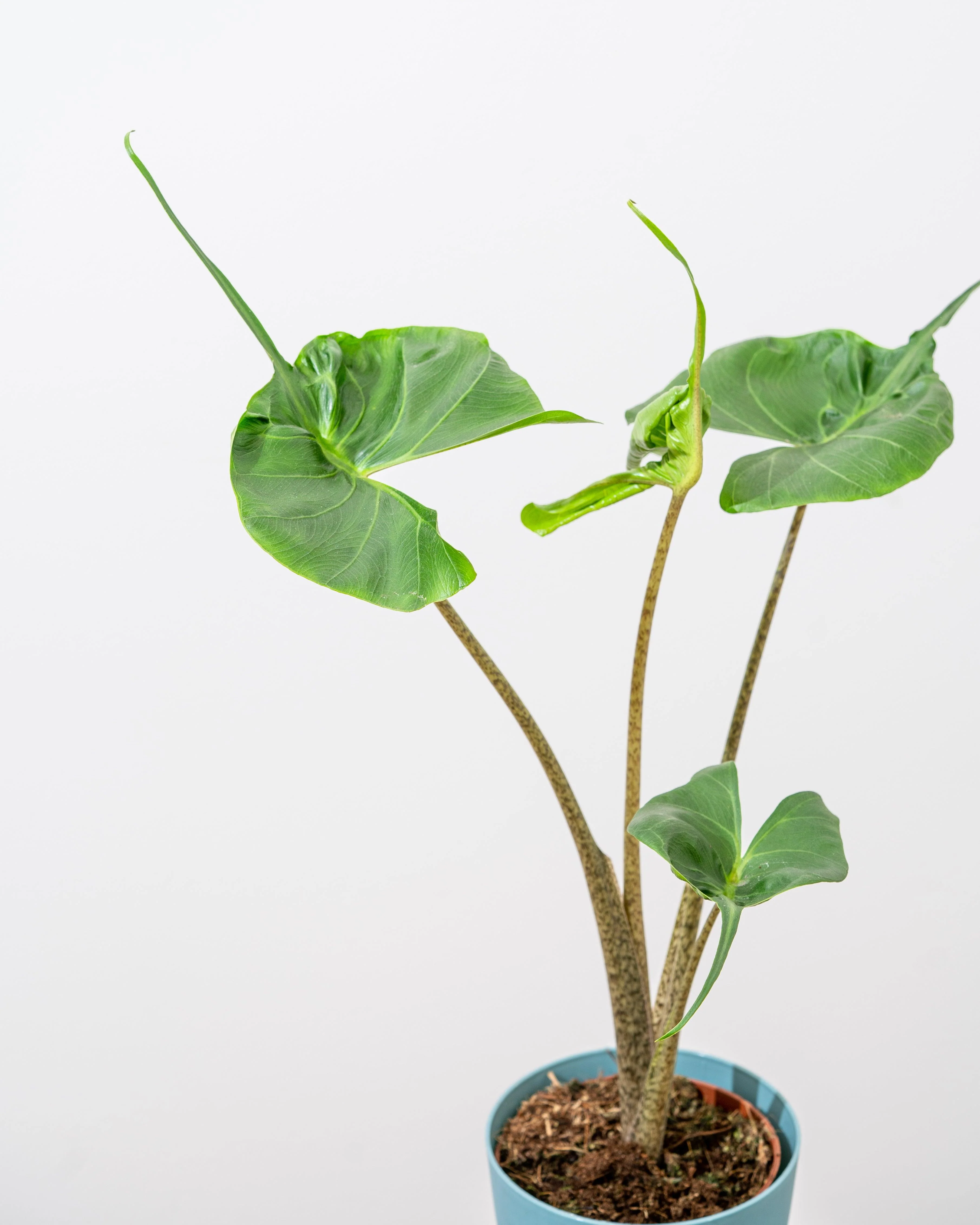 Alocasia Stingray - Image 2