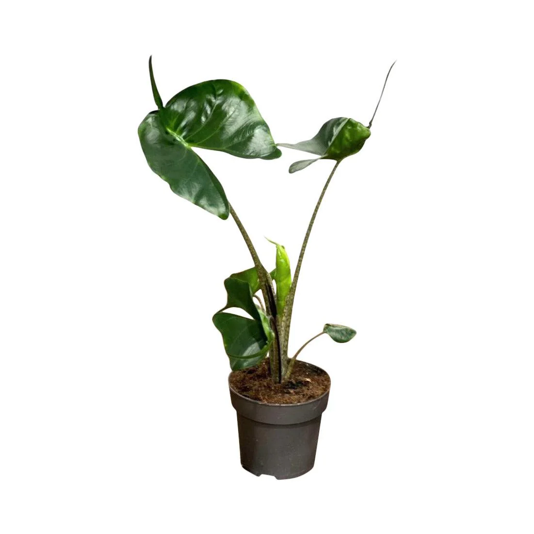 Alocasia Stingray - Image 3