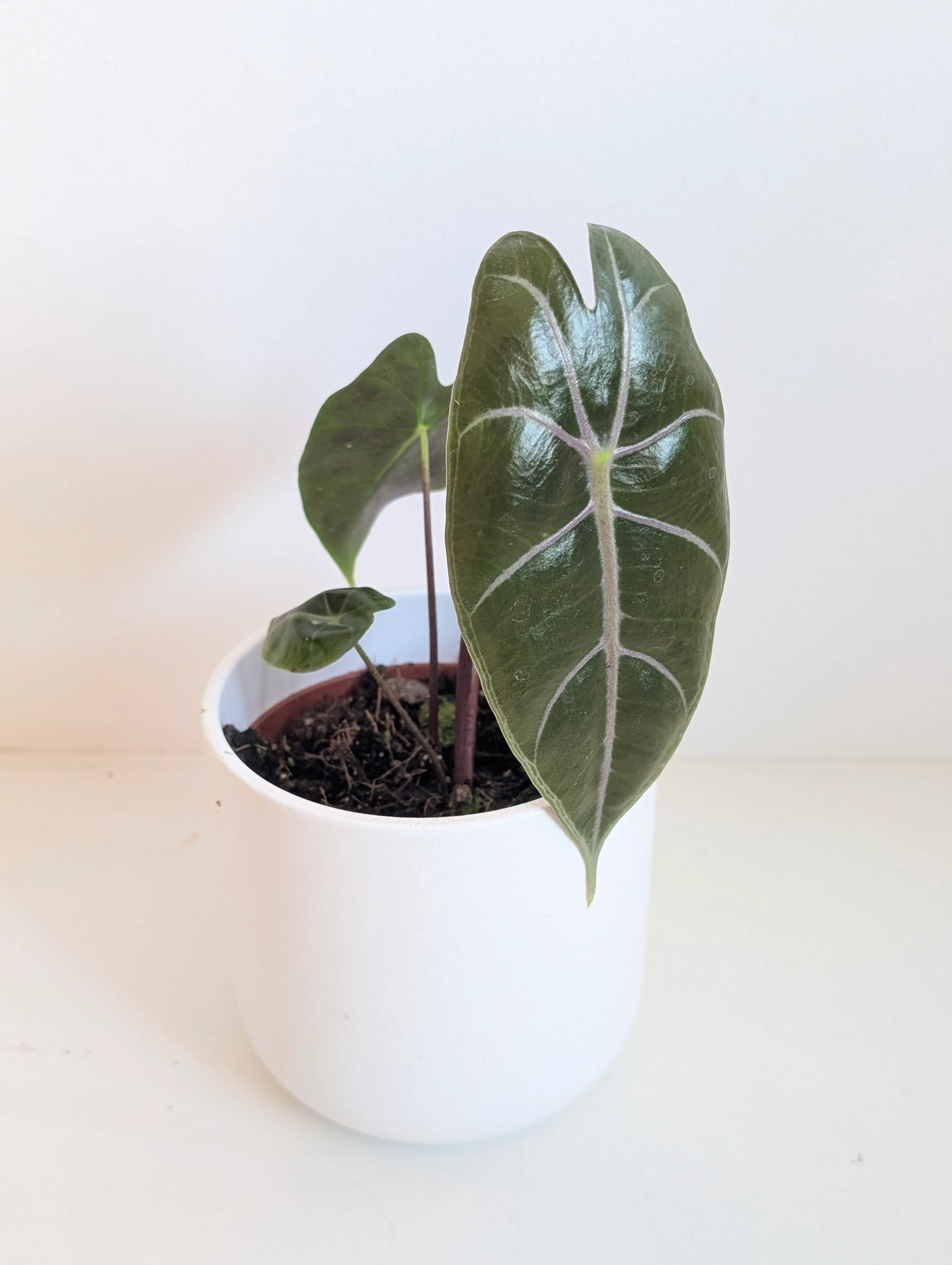 Alocasia suhirmaniana Purple