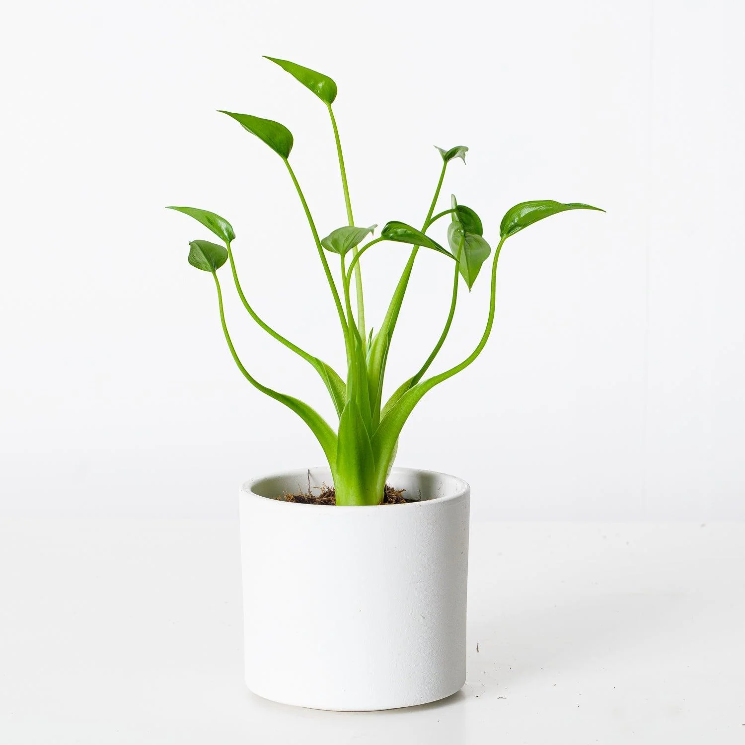 Alocasia Tiny Dancer