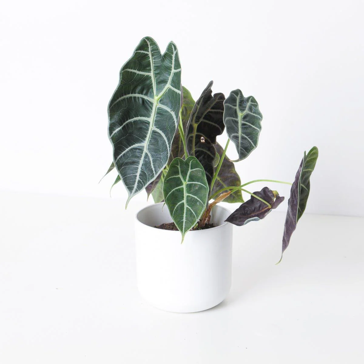 Alocasia Watsoniana