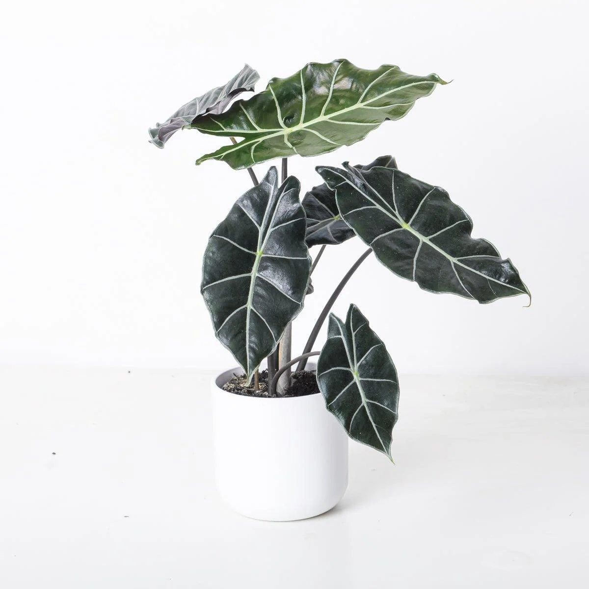 Alocasia Watsoniana 'Dark Glossy'