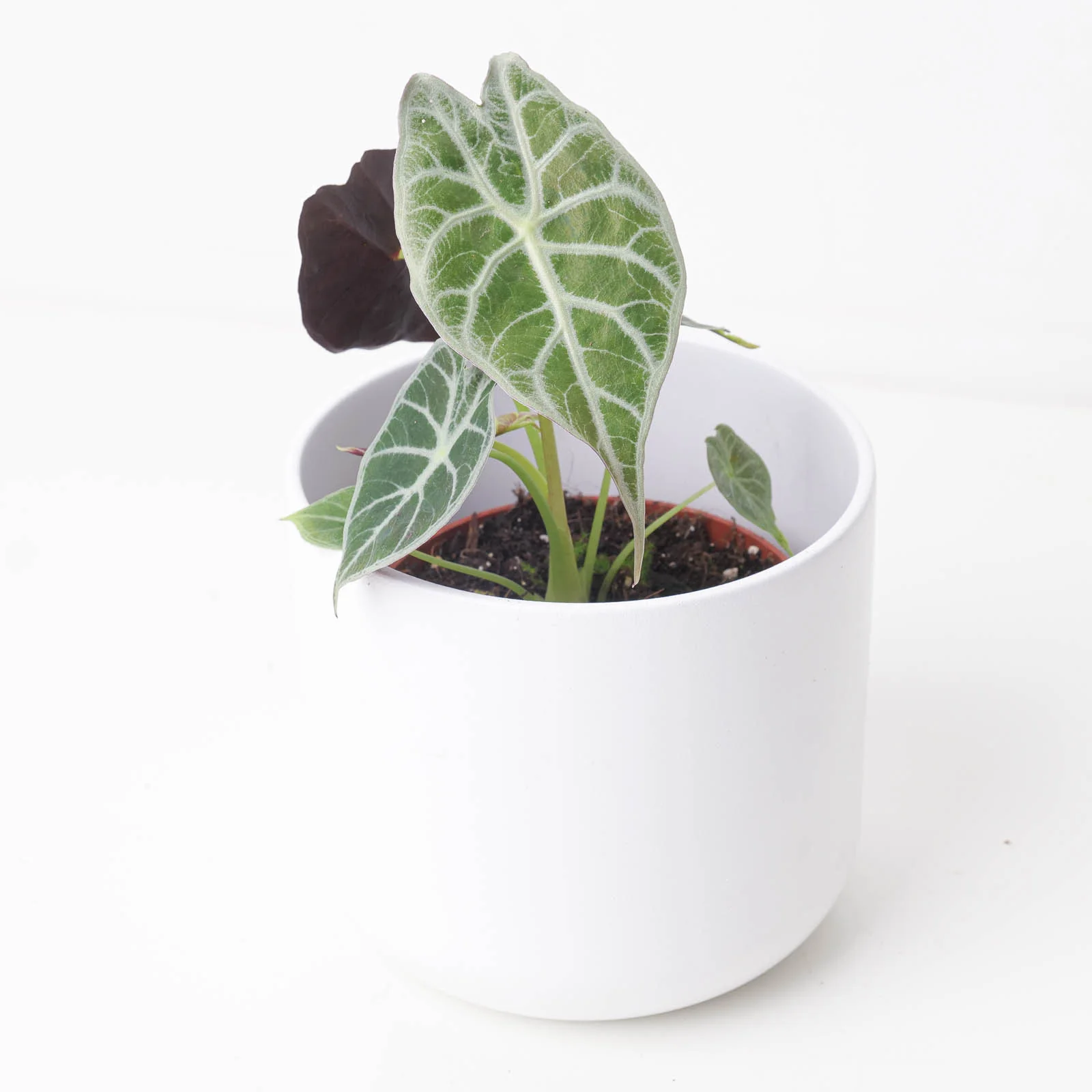 Alocasia Watsoniana 'Lightning'