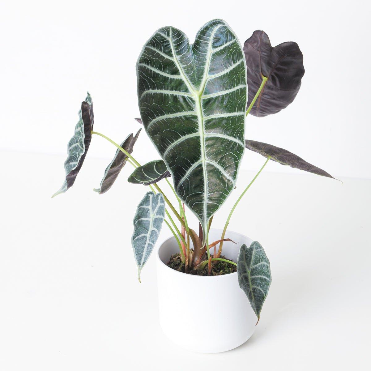 Alocasia Watsoniana 'Silver Veins'