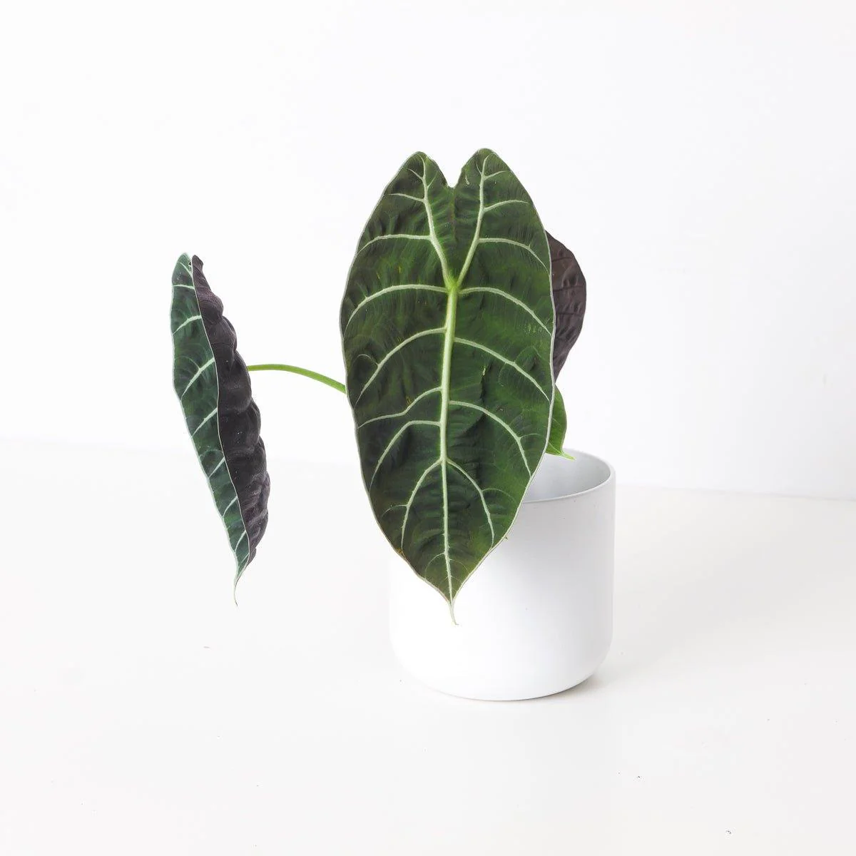 Alocasia Watsoniana 'Velvety'