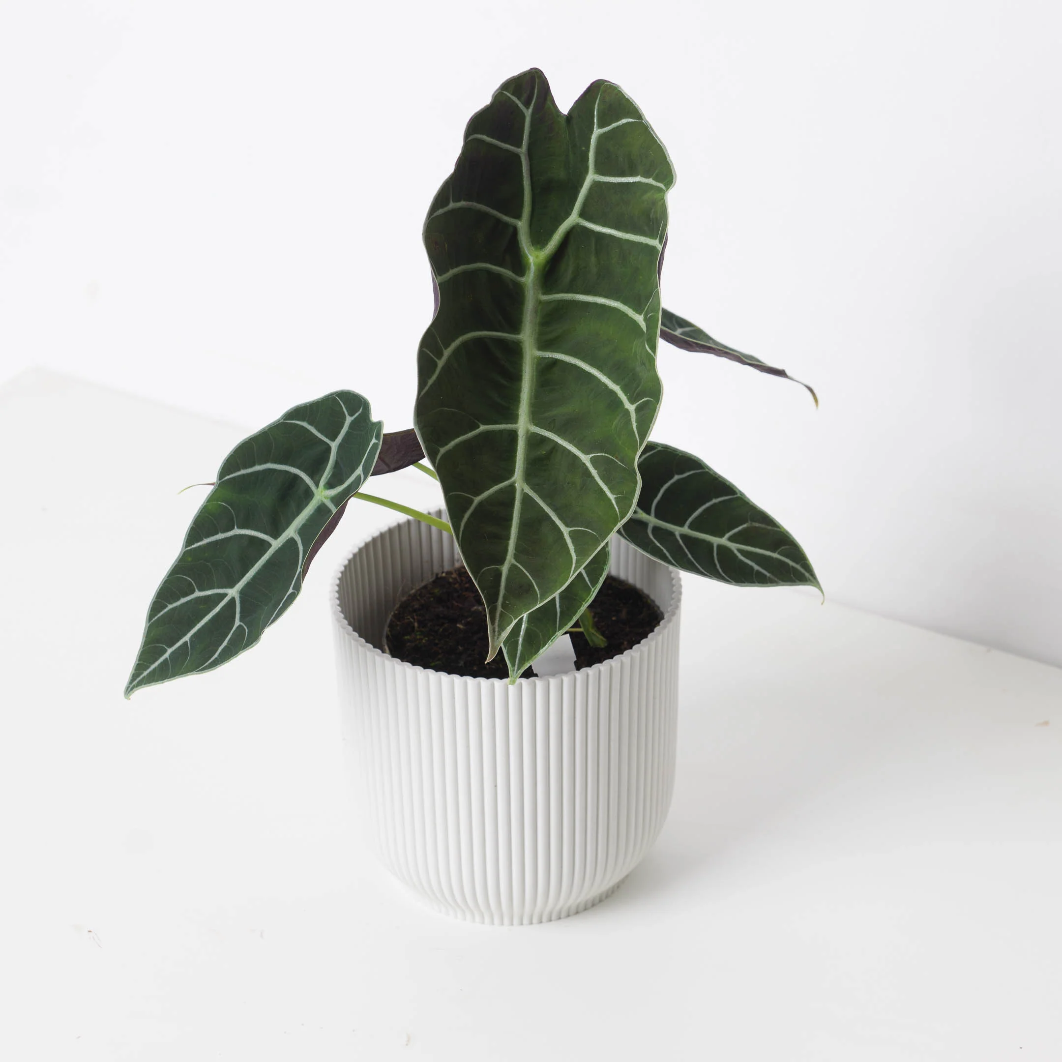 Alocasia Watsoniana 'Velvety' - Image 2