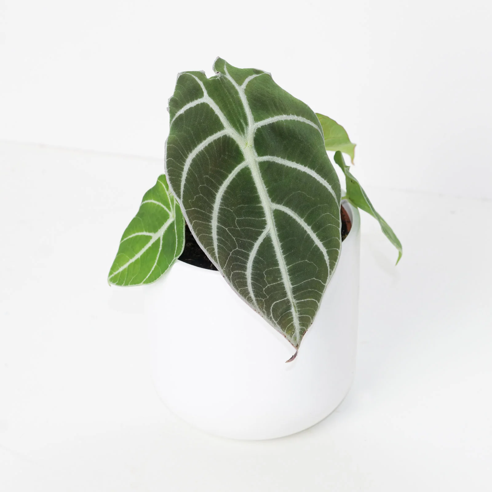 Alocasia Watsoniana 'Velvety' - Image 3